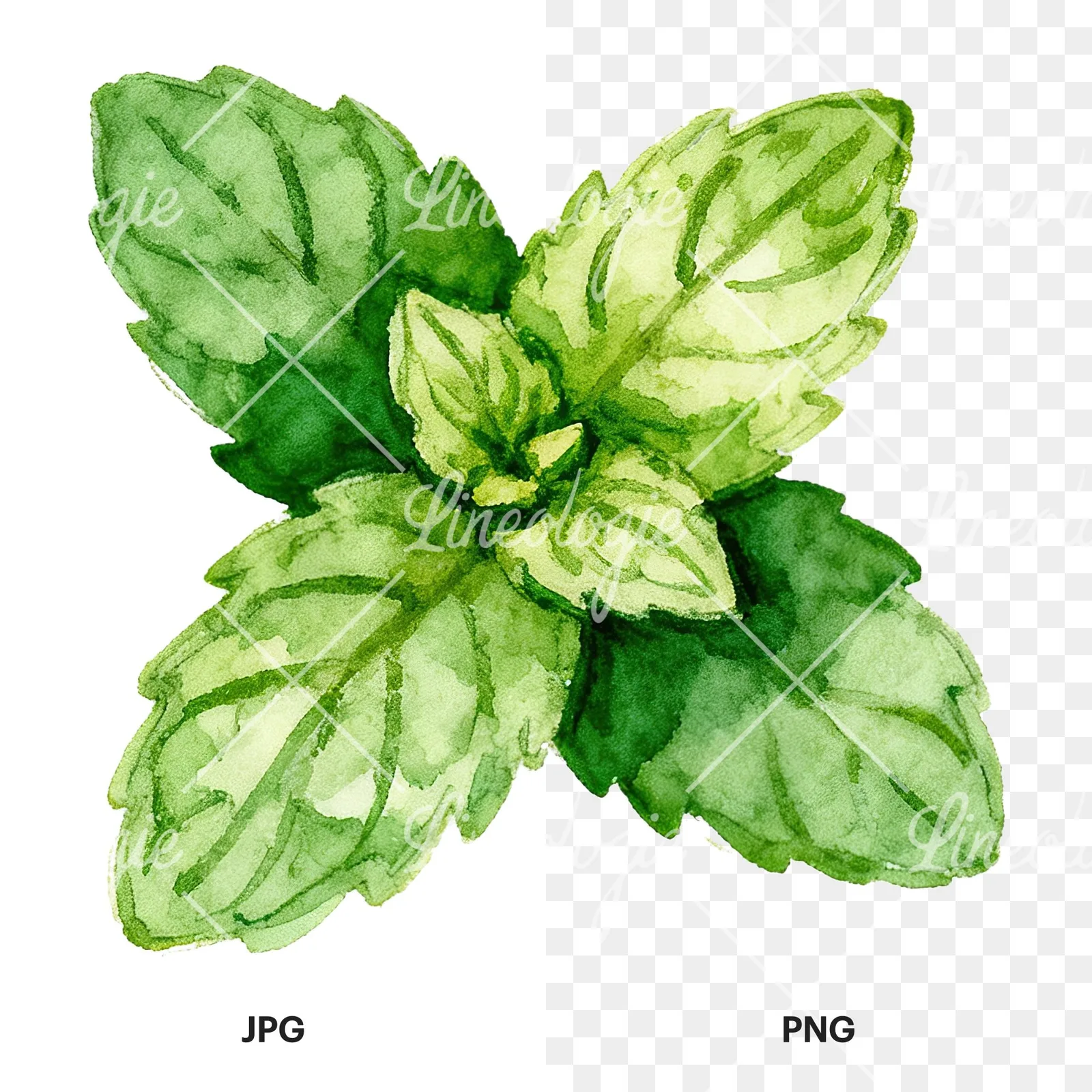 Watercolor mint leaf sprig clipart 7 of 9, as a JPG on white and a transparent PNG