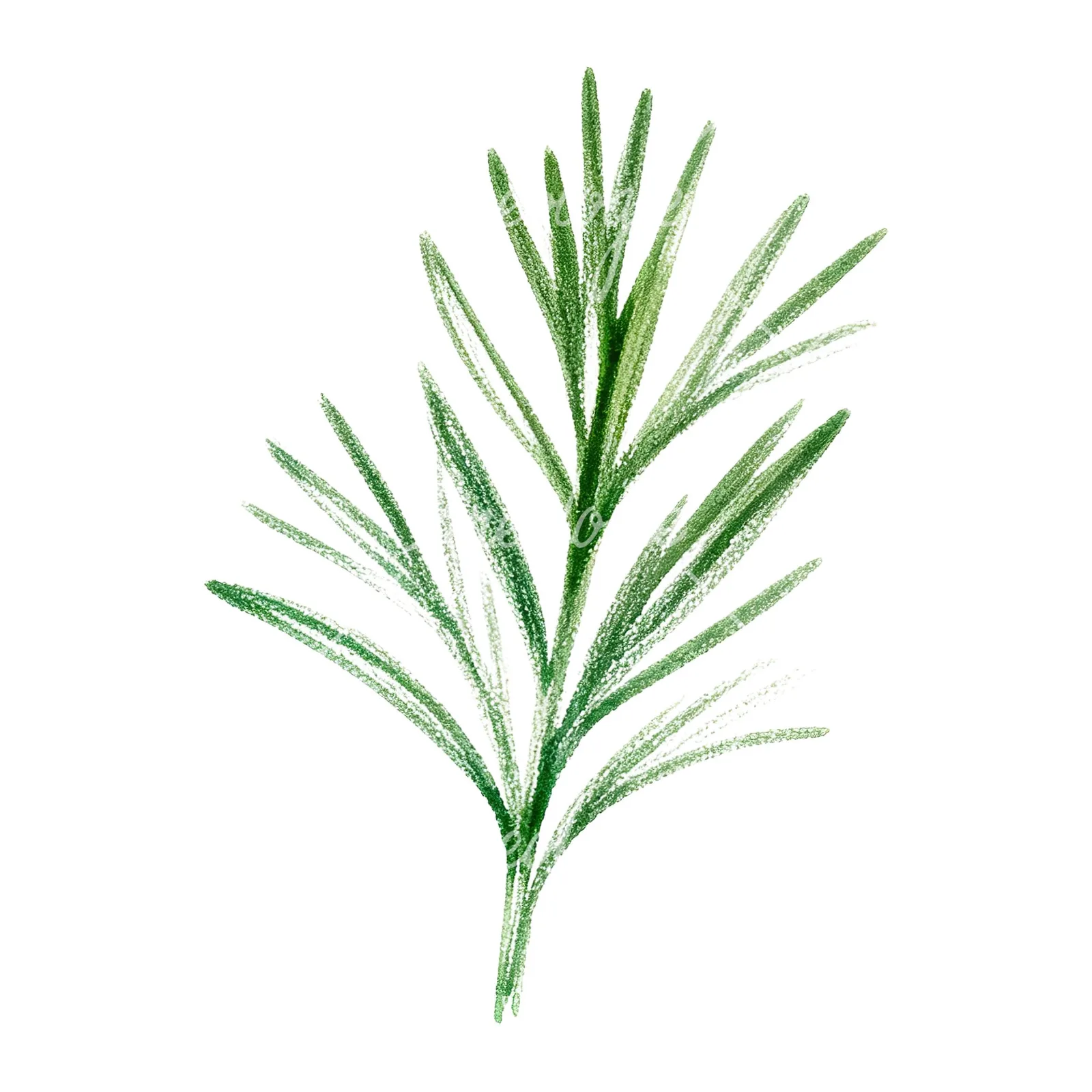 Watercolor mint leaf sprig clipart 8 of 9 on a white background (JPG)