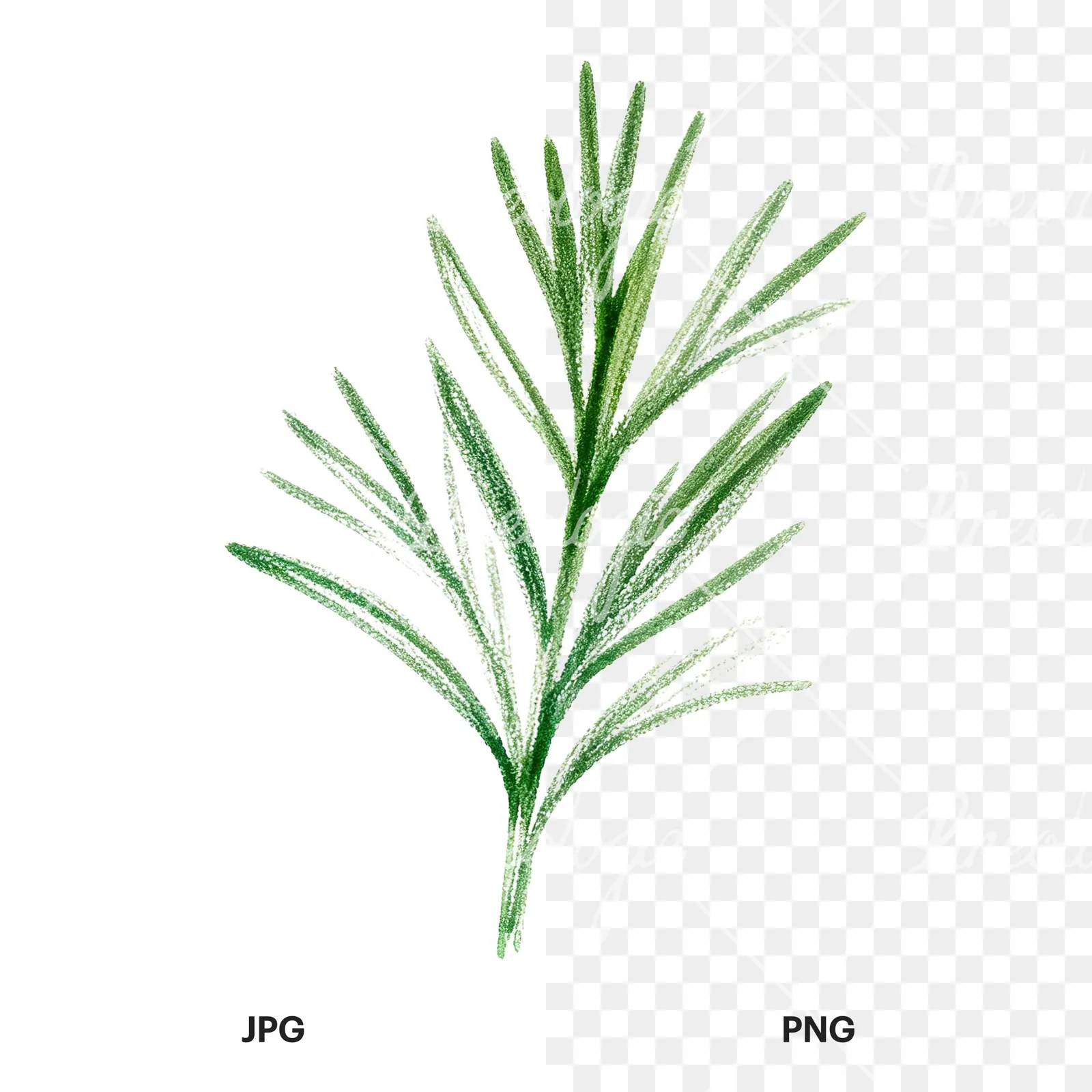 Watercolor mint leaf sprig clipart 8 of 9, as a JPG on white and a transparent PNG