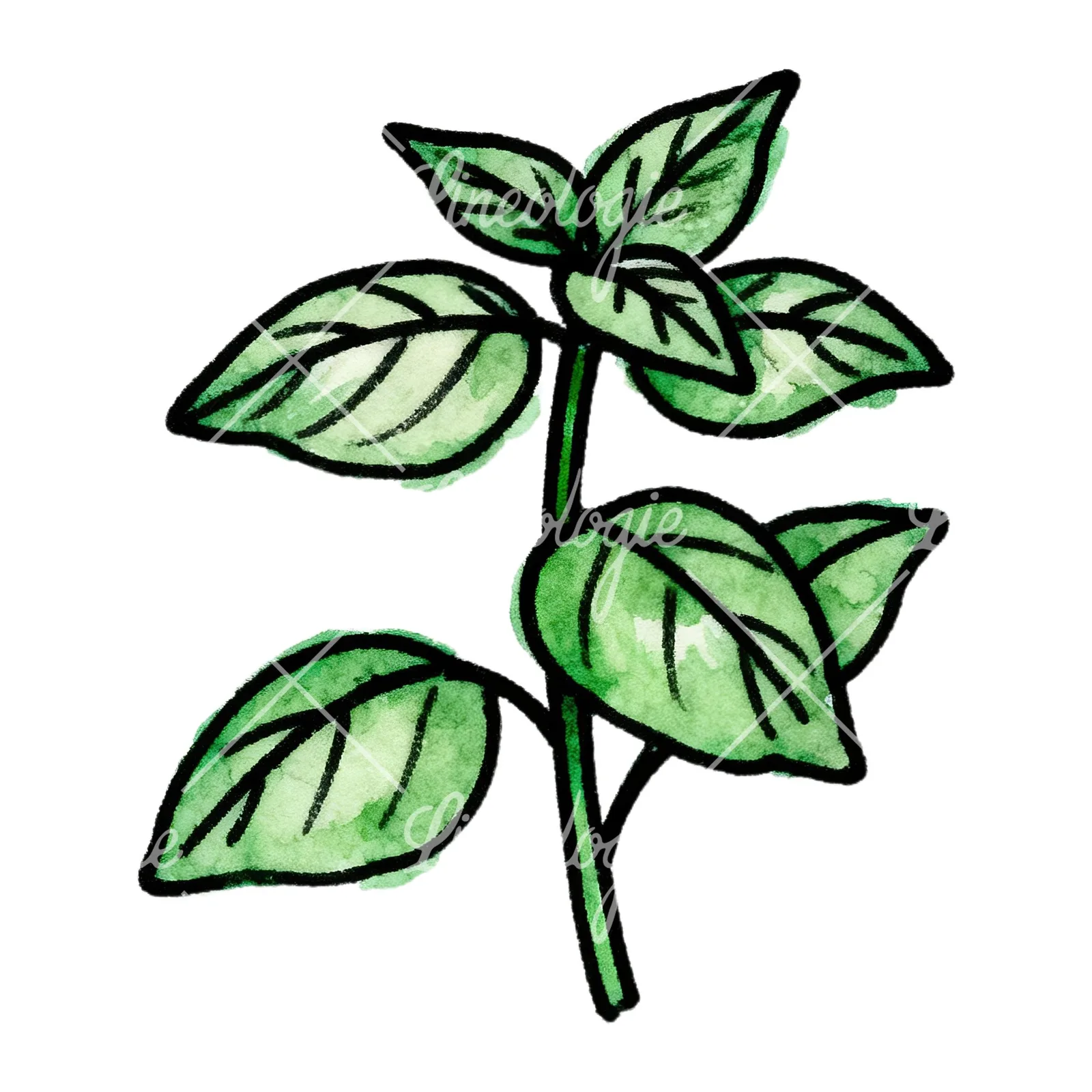 Watercolor green herb sprig clipart 1 of 9 on a white background (JPG)