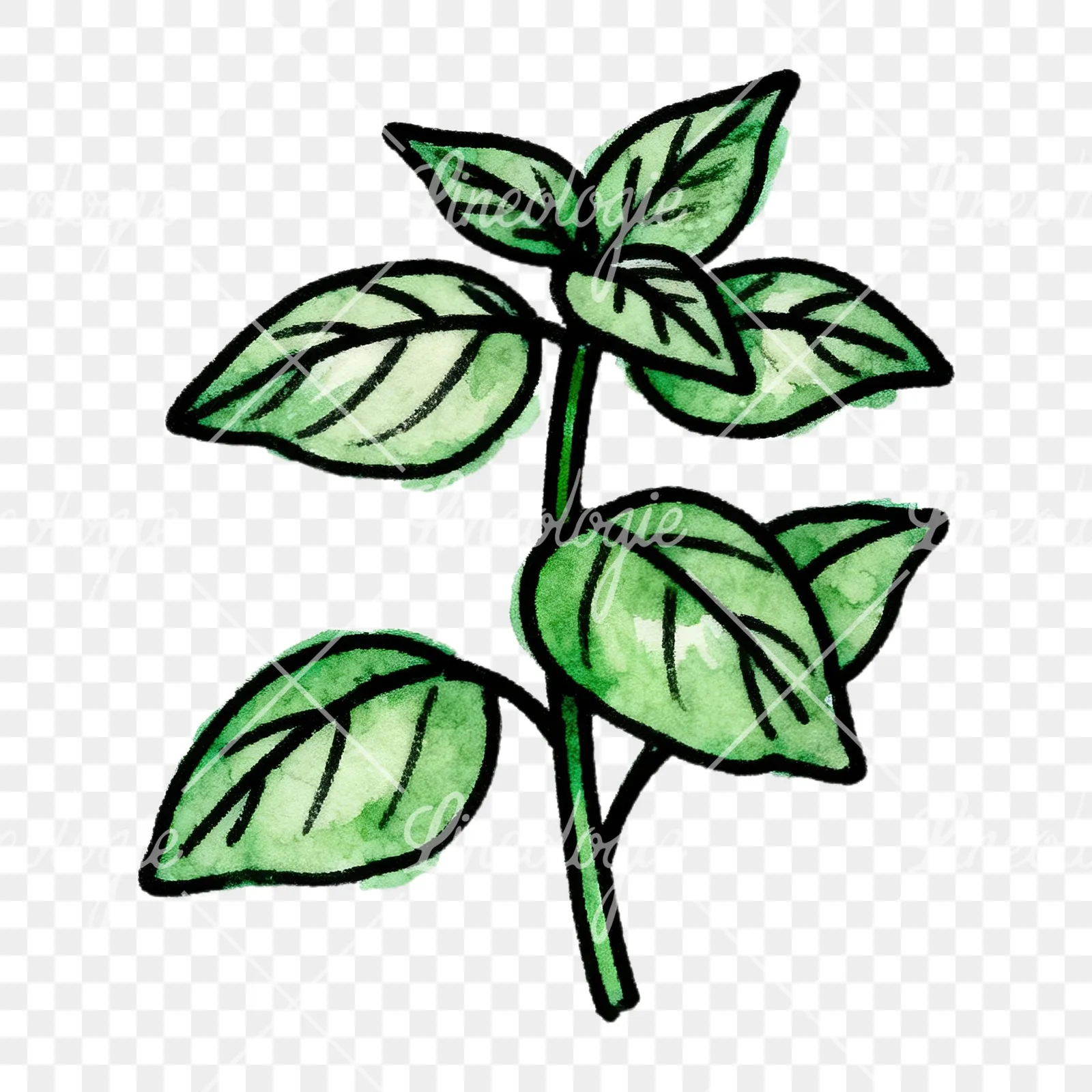 Watercolor green herb sprig clipart 1 of 9 on a transparent background (PNG)