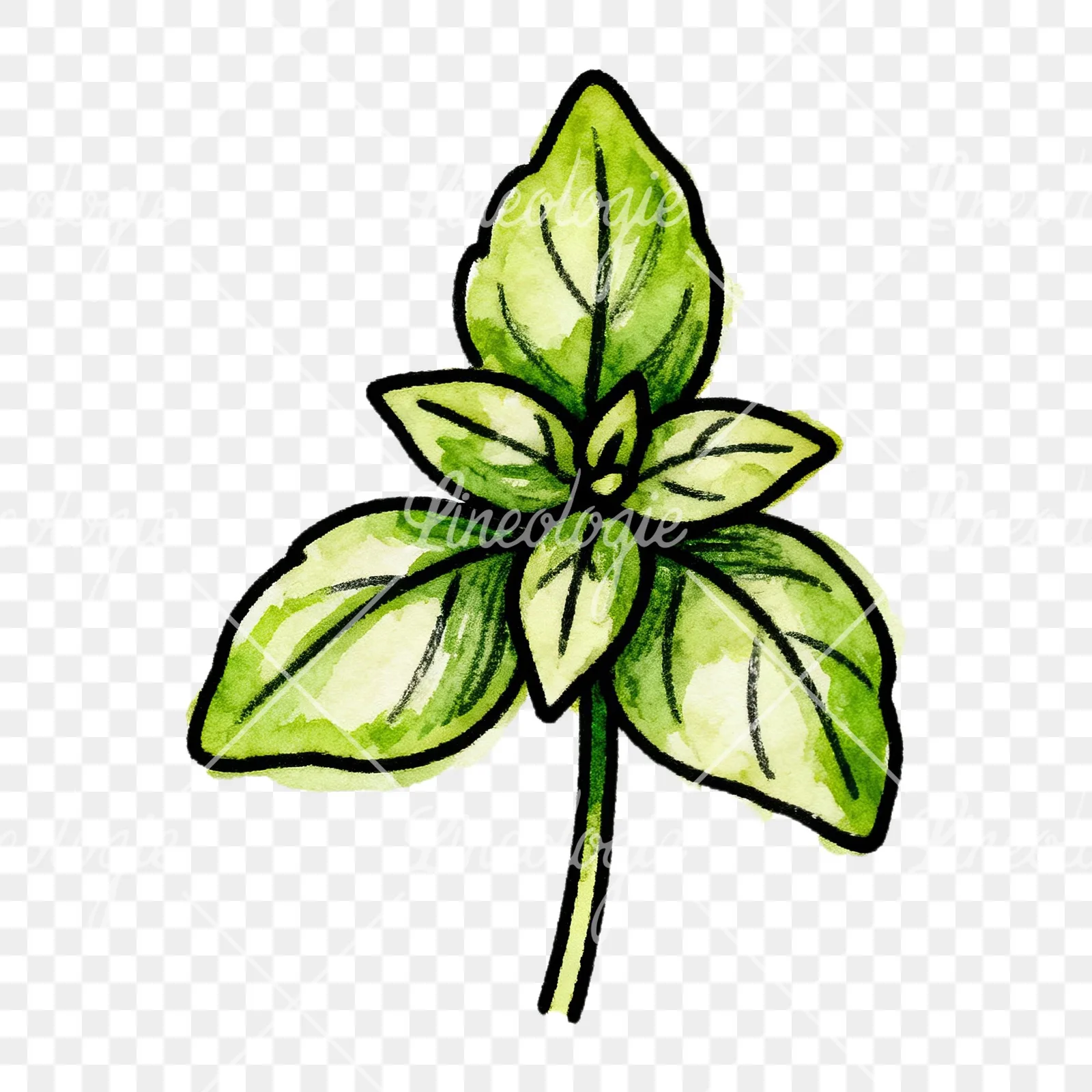 Watercolor green herb sprig clipart 2 of 9 on a transparent background (PNG)