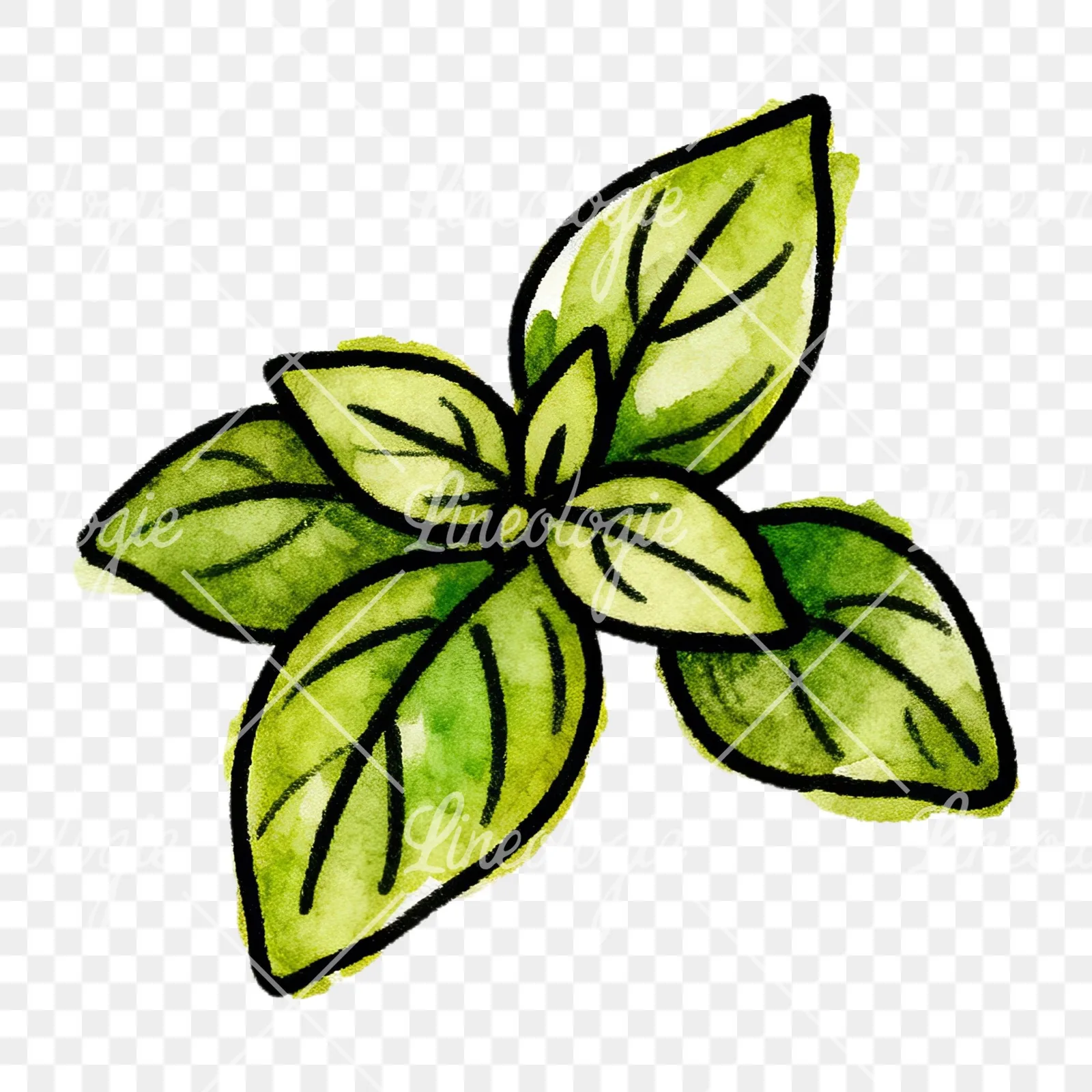 Watercolor green herb sprig clipart 3 of 9 on a transparent background (PNG)