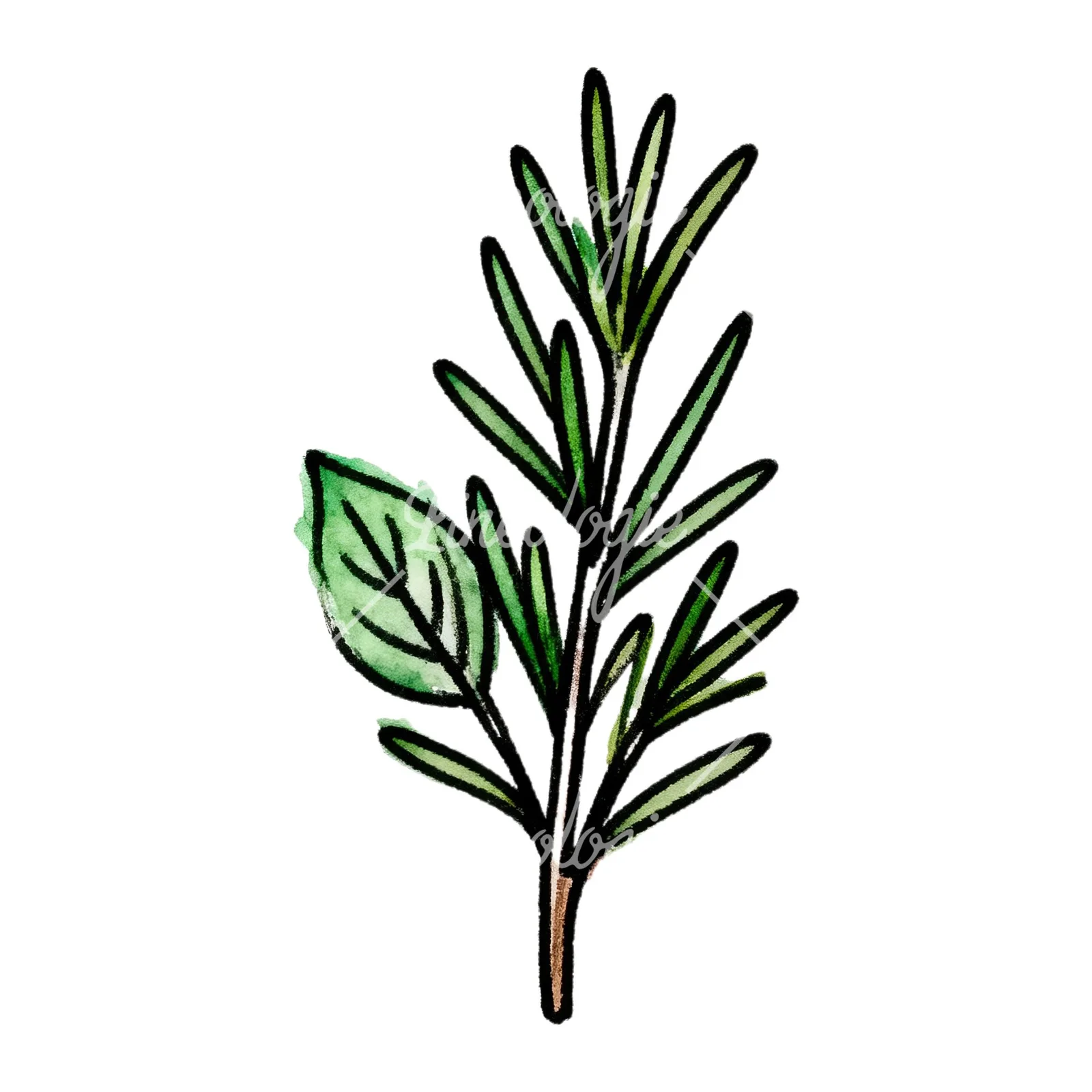 Watercolor green herb sprig clipart 4 of 9 on a white background (JPG)
