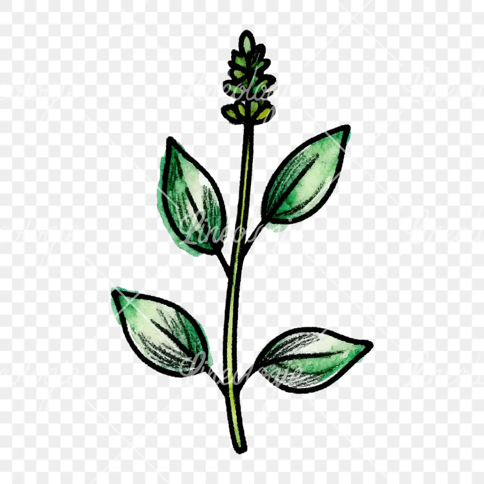 Watercolor green herb sprig clipart 6 of 9 on a transparent background (PNG)