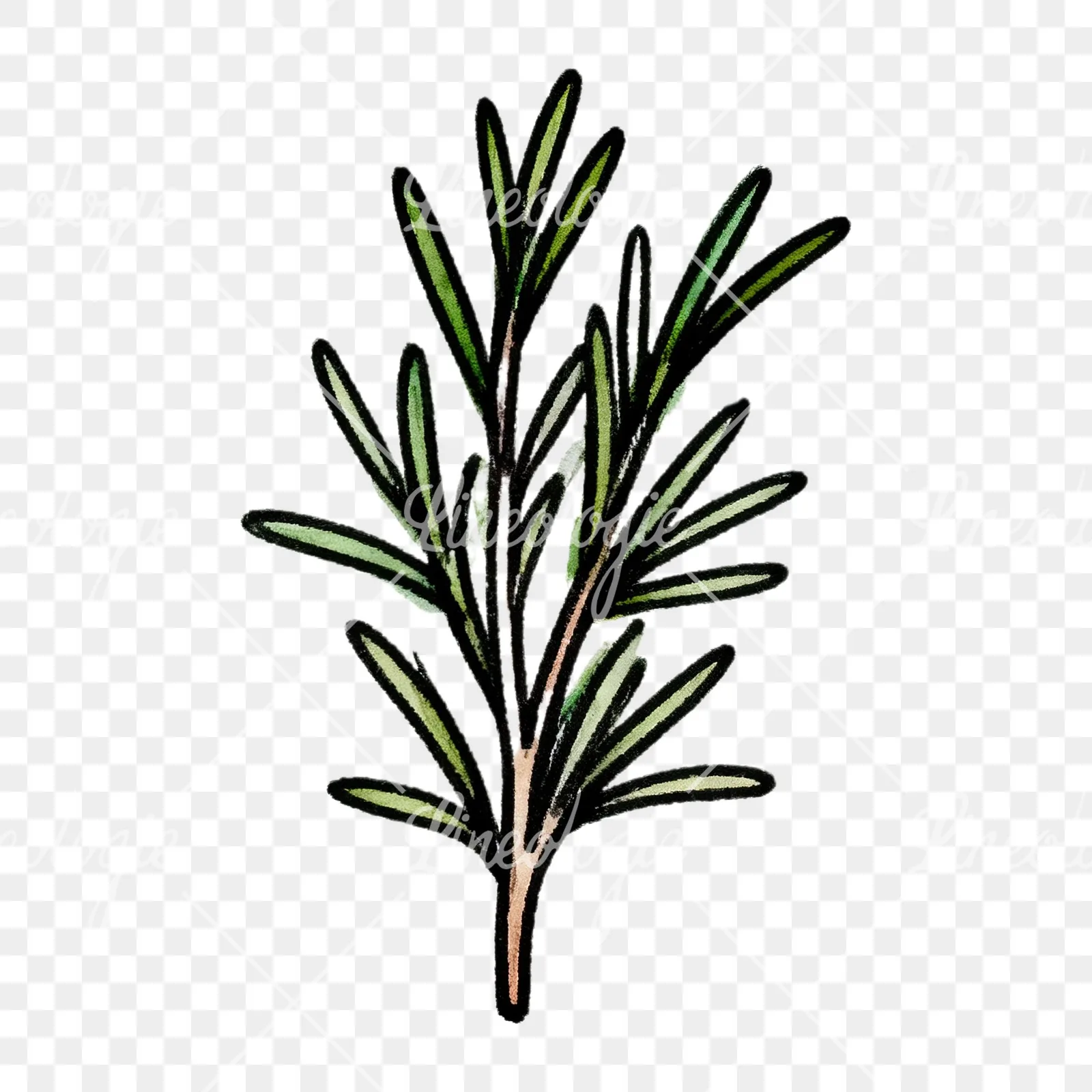 Watercolor green herb sprig clipart 7 of 9 on a transparent background (PNG)