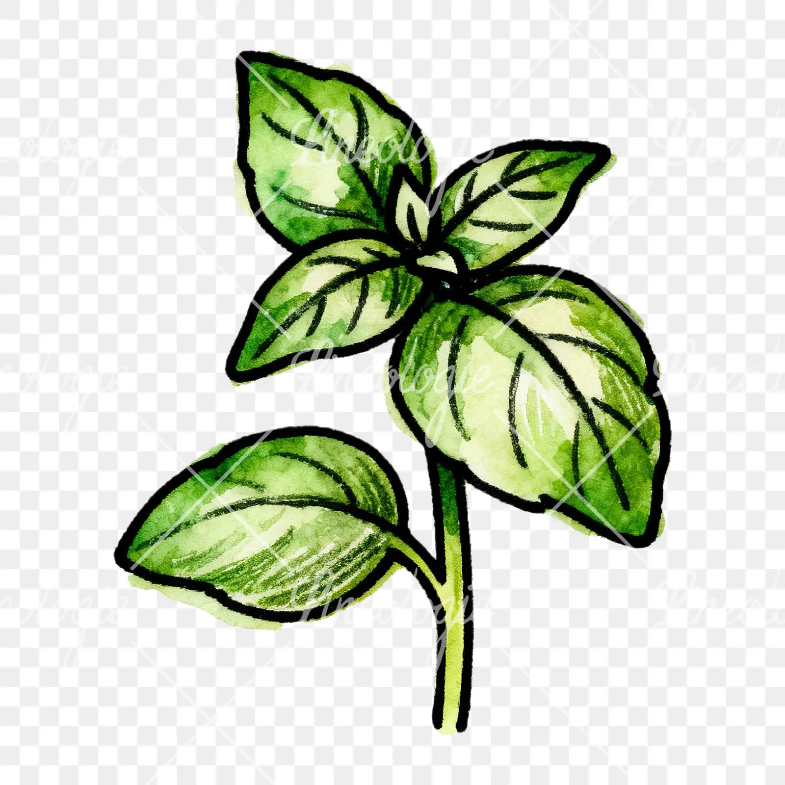 Watercolor green herb sprig clipart 8 of 9 on a transparent background (PNG)
