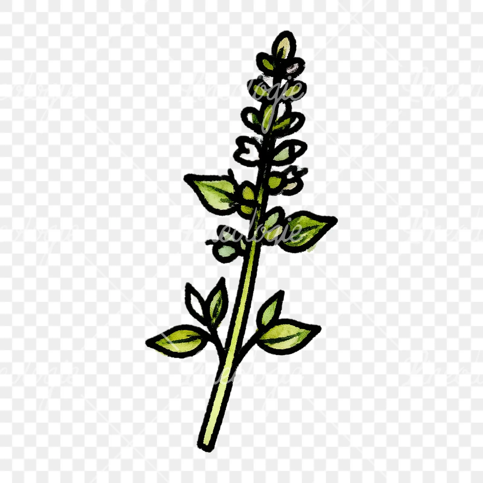 Watercolor green herb sprig clipart 9 of 9 on a transparent background (PNG)