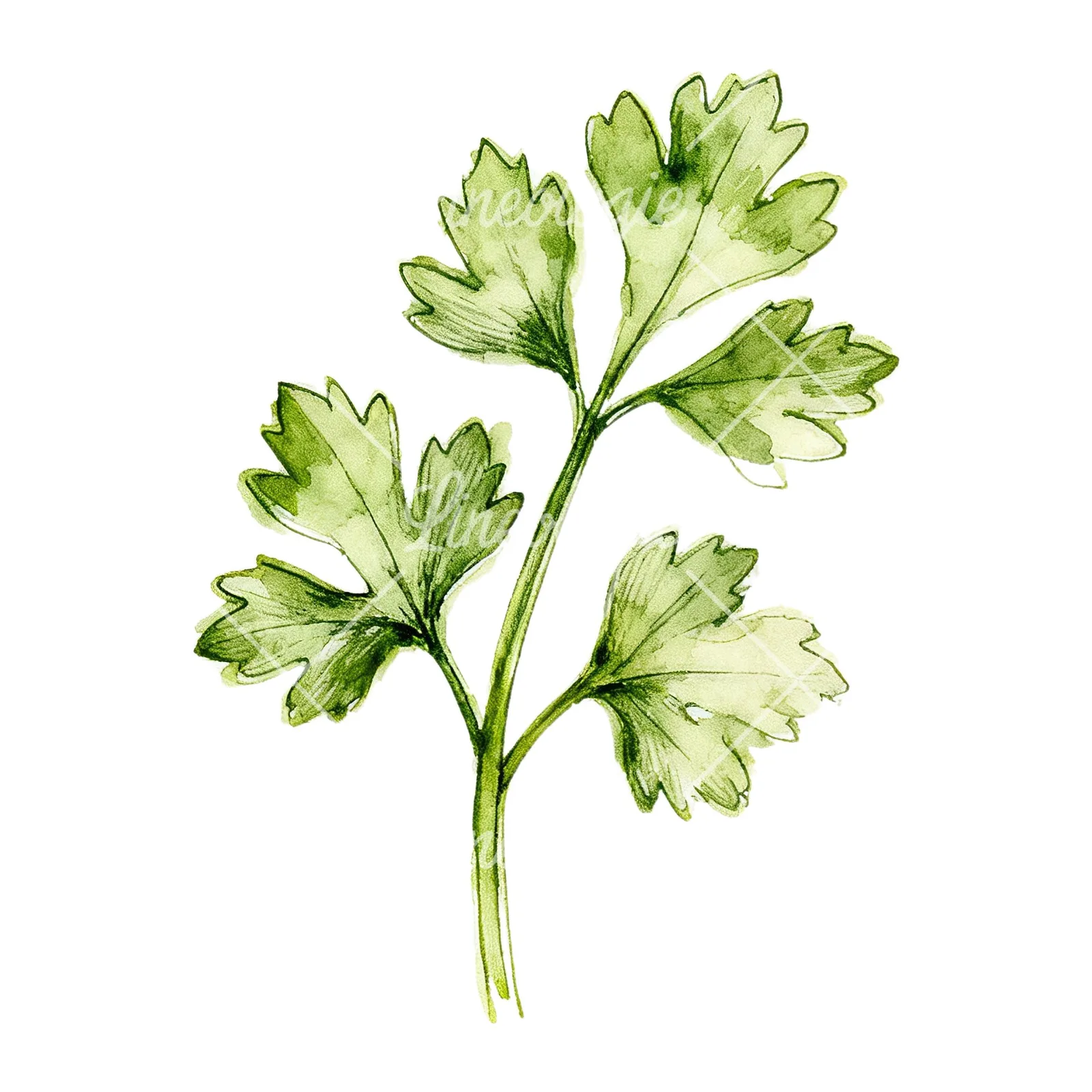 Watercolor parsley sprig clipart 1 of 9 on a white background (JPG)