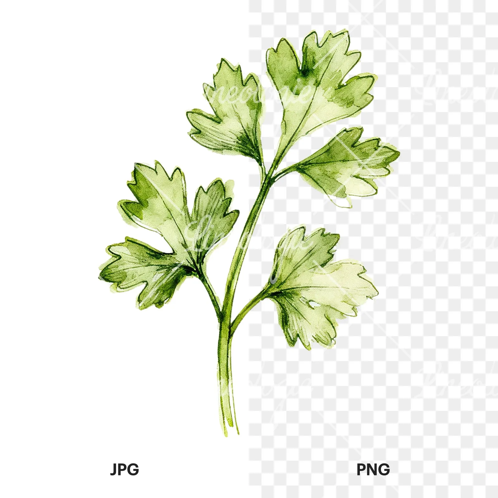 Watercolor parsley sprig clipart 1 of 9, as a JPG on white and a transparent PNG