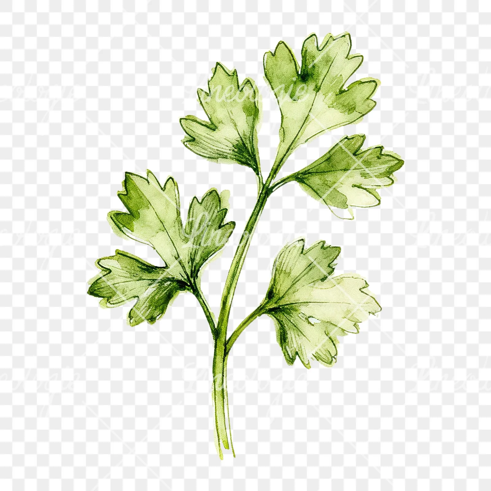 Watercolor parsley sprig clipart 1 of 9 on a transparent background (PNG)
