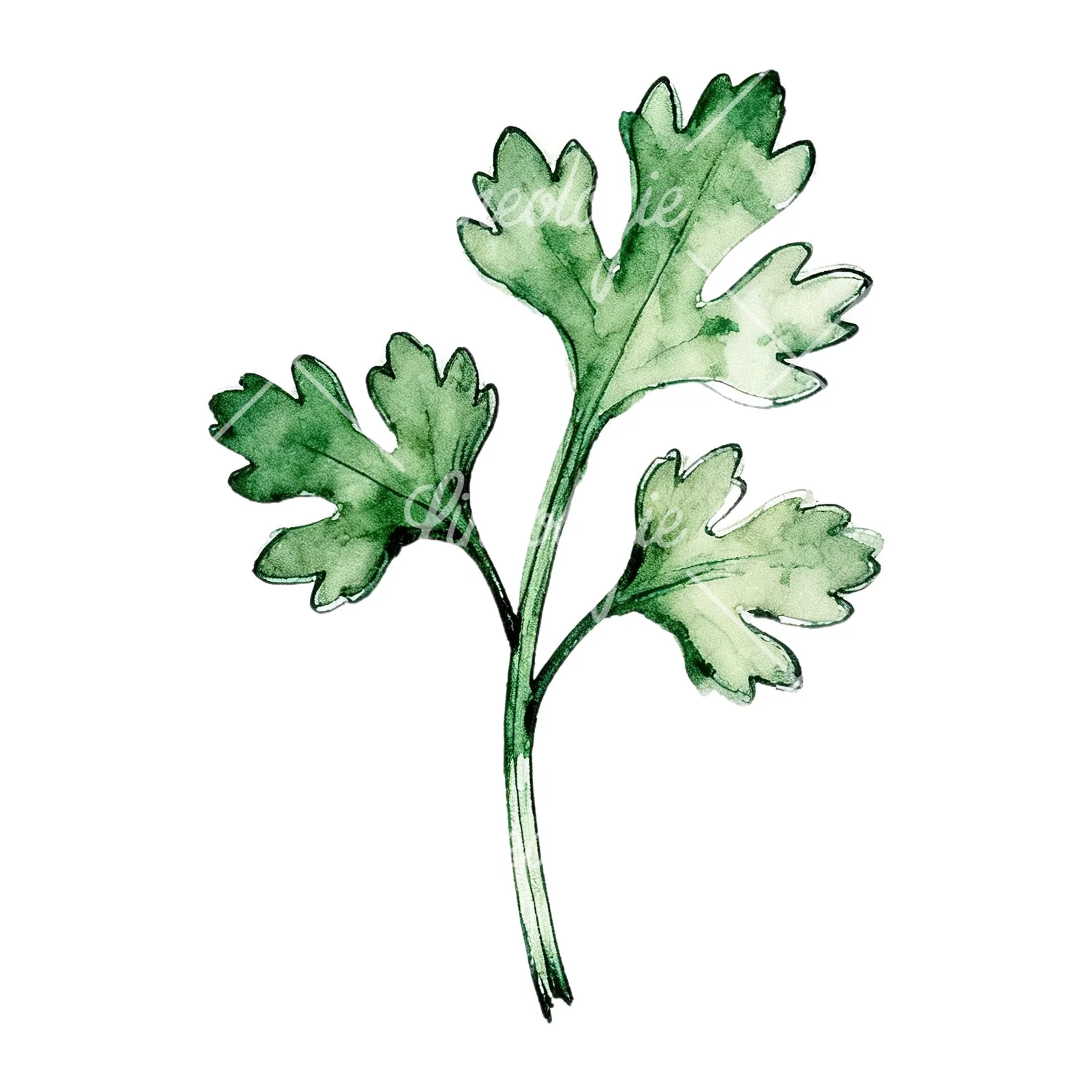 Watercolor parsley sprig clipart 2 of 9 on a white background (JPG)
