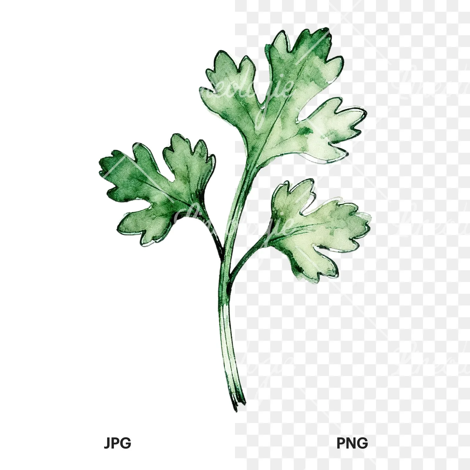 Watercolor parsley sprig clipart 2 of 9, as a JPG on white and a transparent PNG