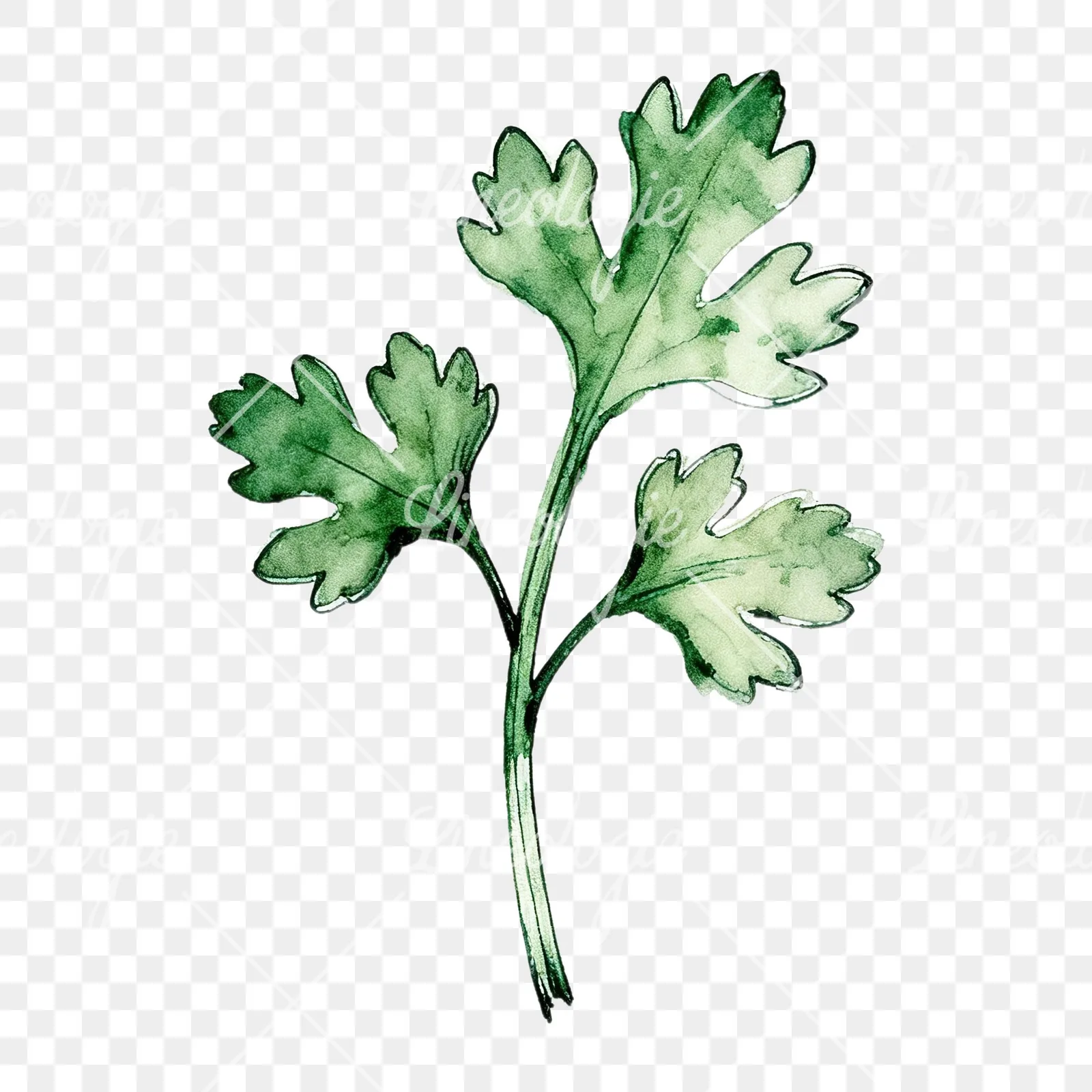 Watercolor parsley sprig clipart 2 of 9 on a transparent background (PNG)