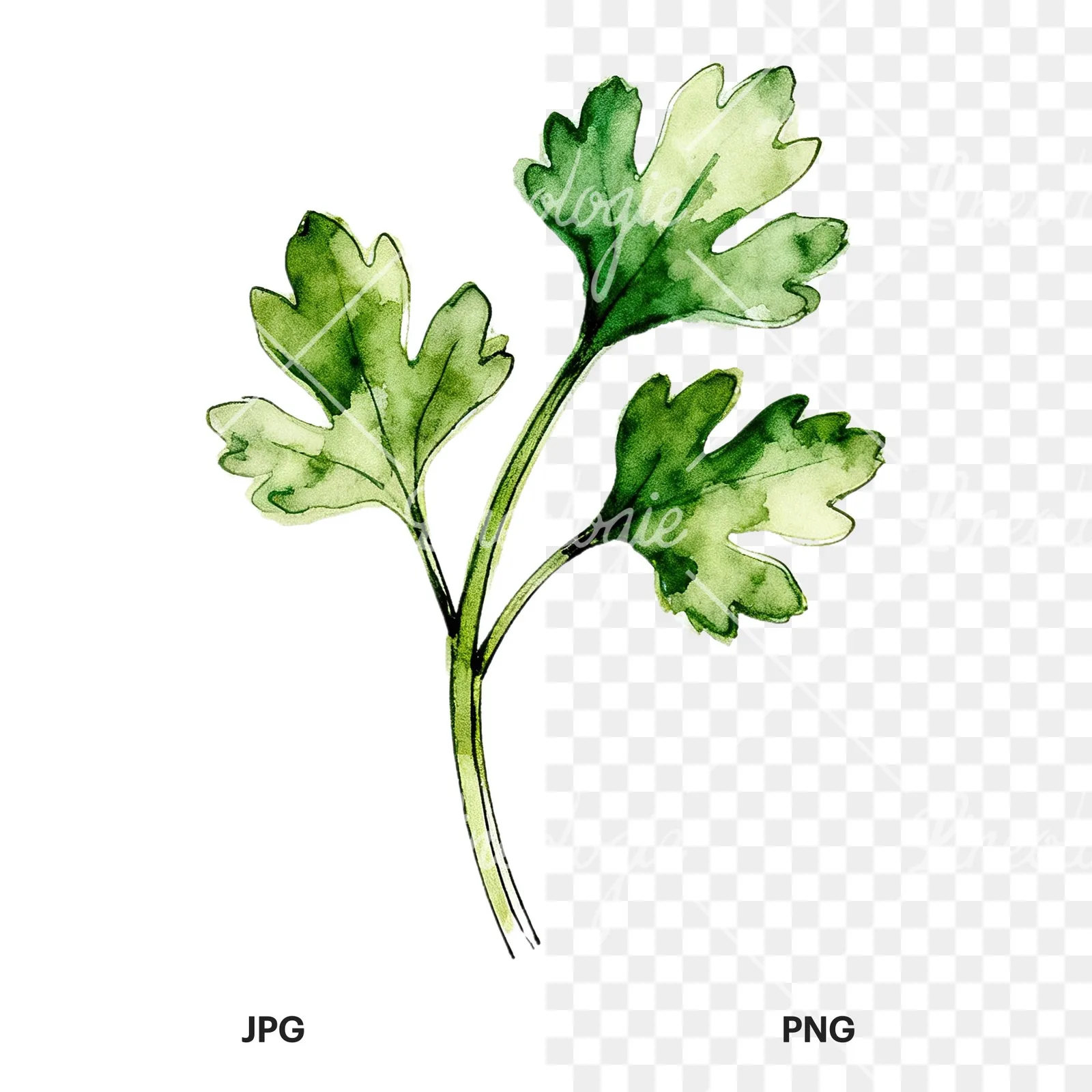 Watercolor parsley sprig clipart 3 of 9, as a JPG on white and a transparent PNG