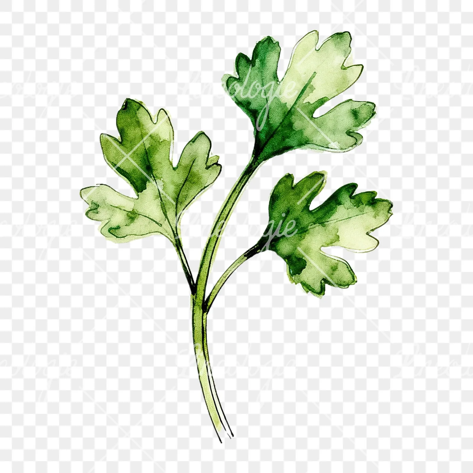 Watercolor parsley sprig clipart 3 of 9 on a transparent background (PNG)