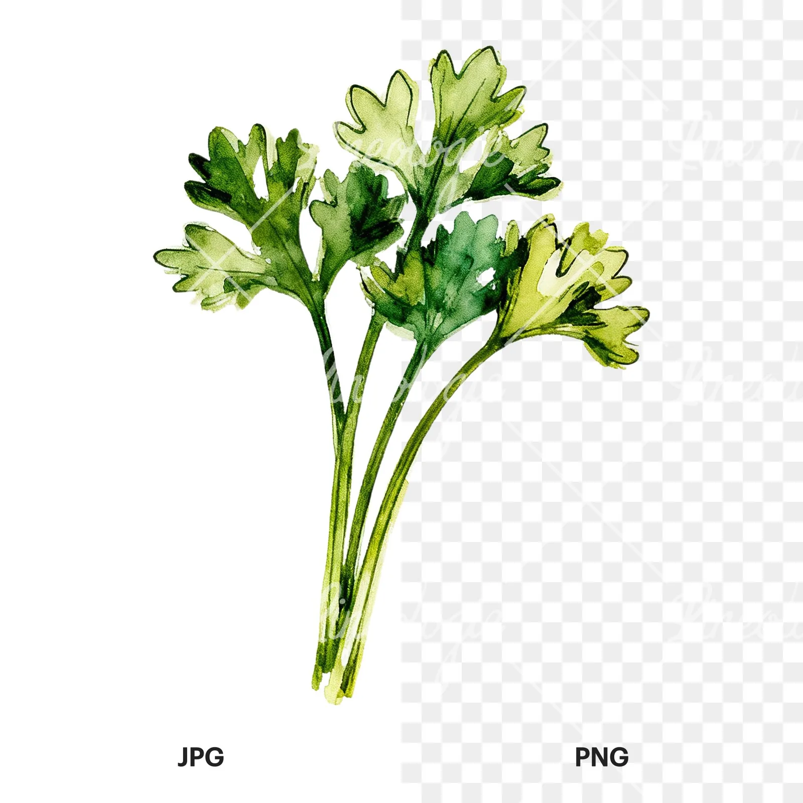 Watercolor parsley sprig clipart 4 of 9, as a JPG on white and a transparent PNG