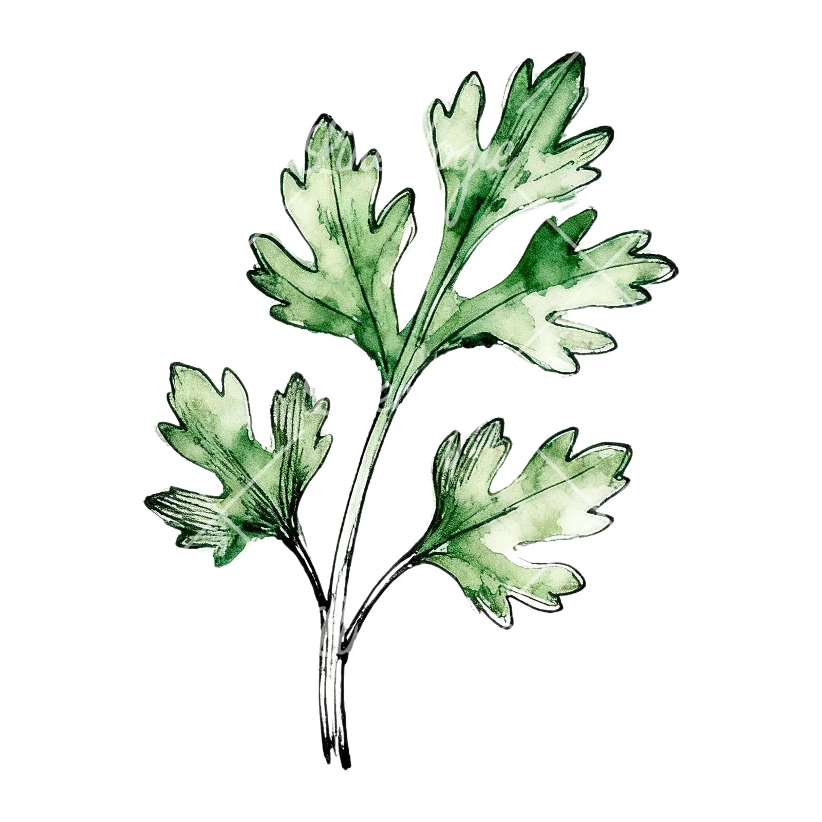 Watercolor parsley sprig clipart 5 of 9 on a white background (JPG)