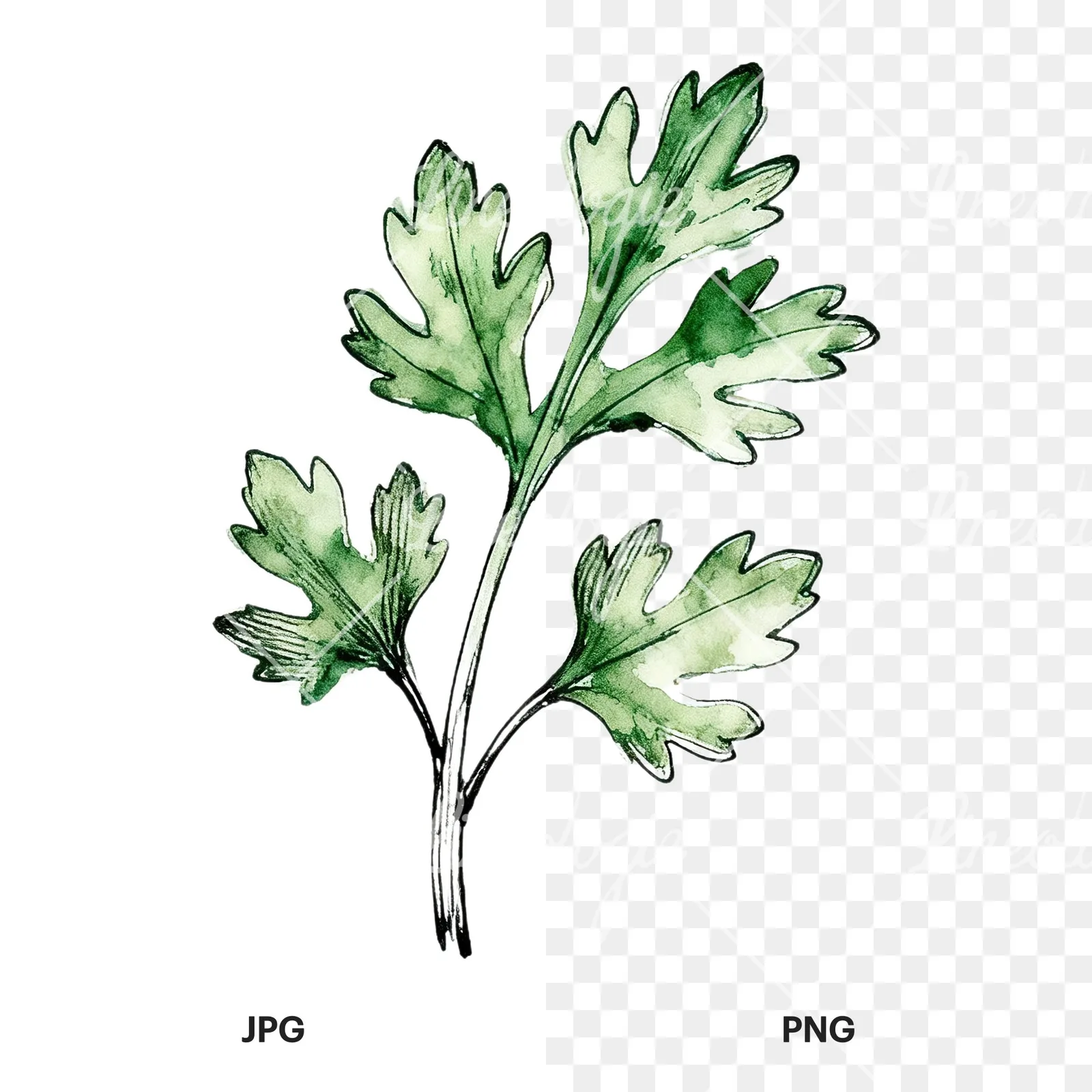 Watercolor parsley sprig clipart 5 of 9, as a JPG on white and a transparent PNG