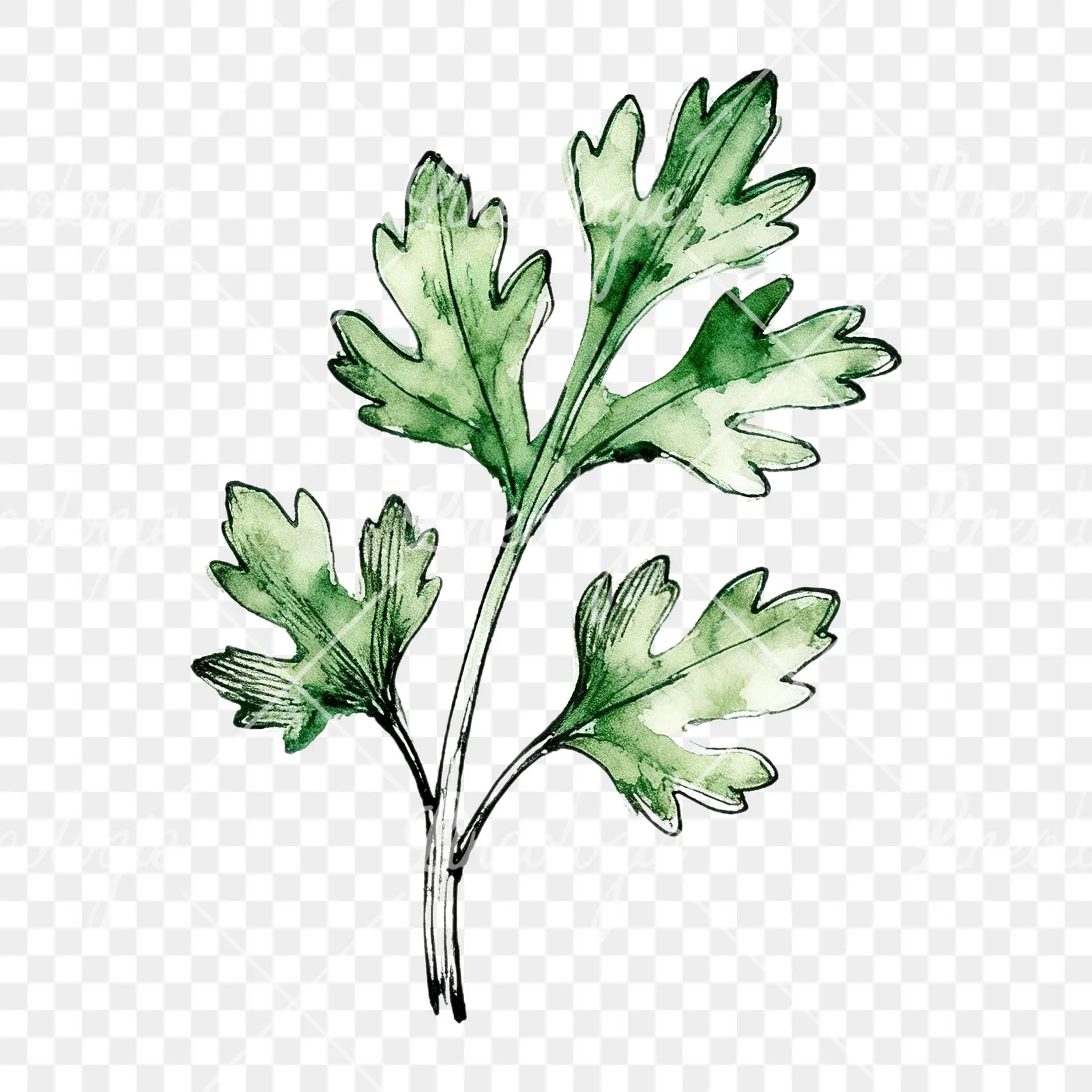 Watercolor parsley sprig clipart 5 of 9 on a transparent background (PNG)