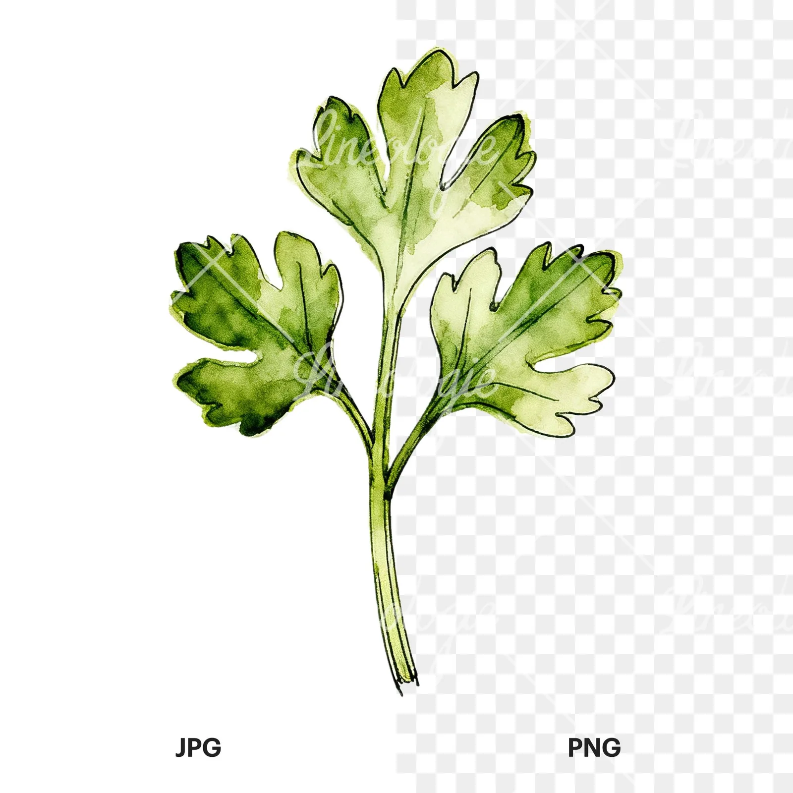 Watercolor parsley sprig clipart 6 of 9, as a JPG on white and a transparent PNG