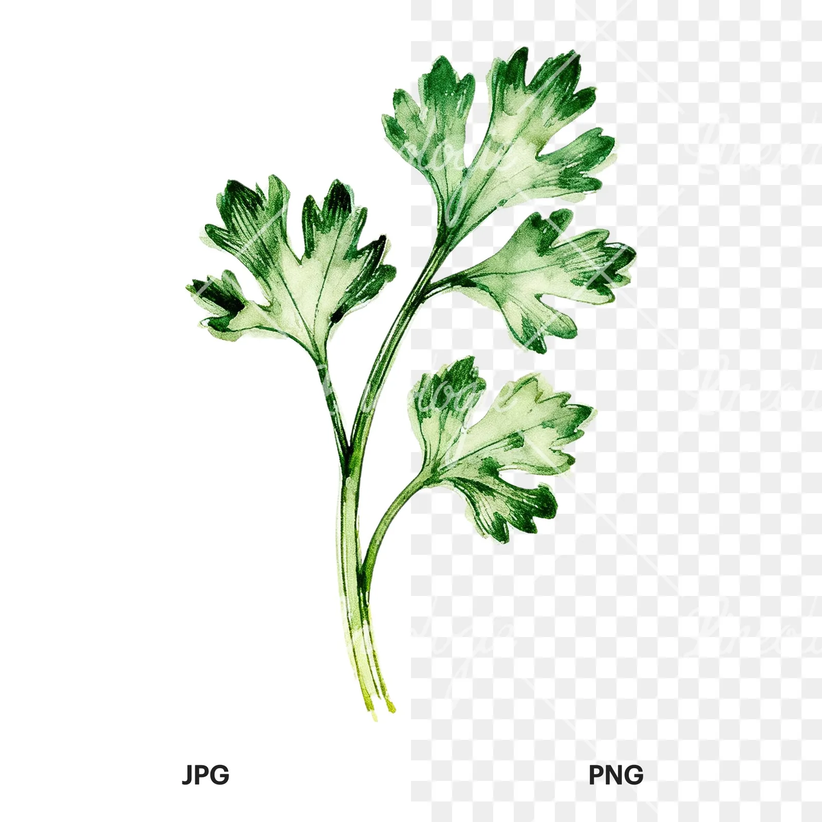 Watercolor parsley sprig clipart 7 of 9, as a JPG on white and a transparent PNG