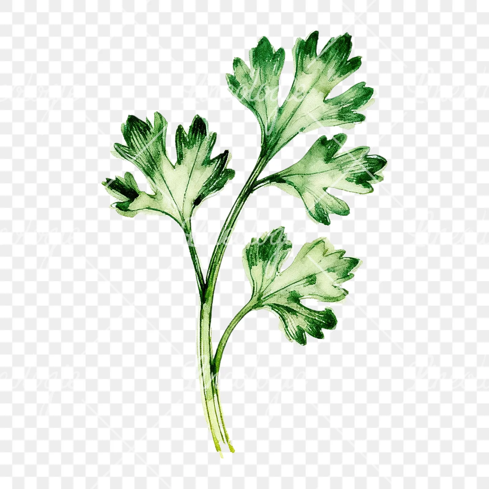 Watercolor parsley sprig clipart 7 of 9 on a transparent background (PNG)