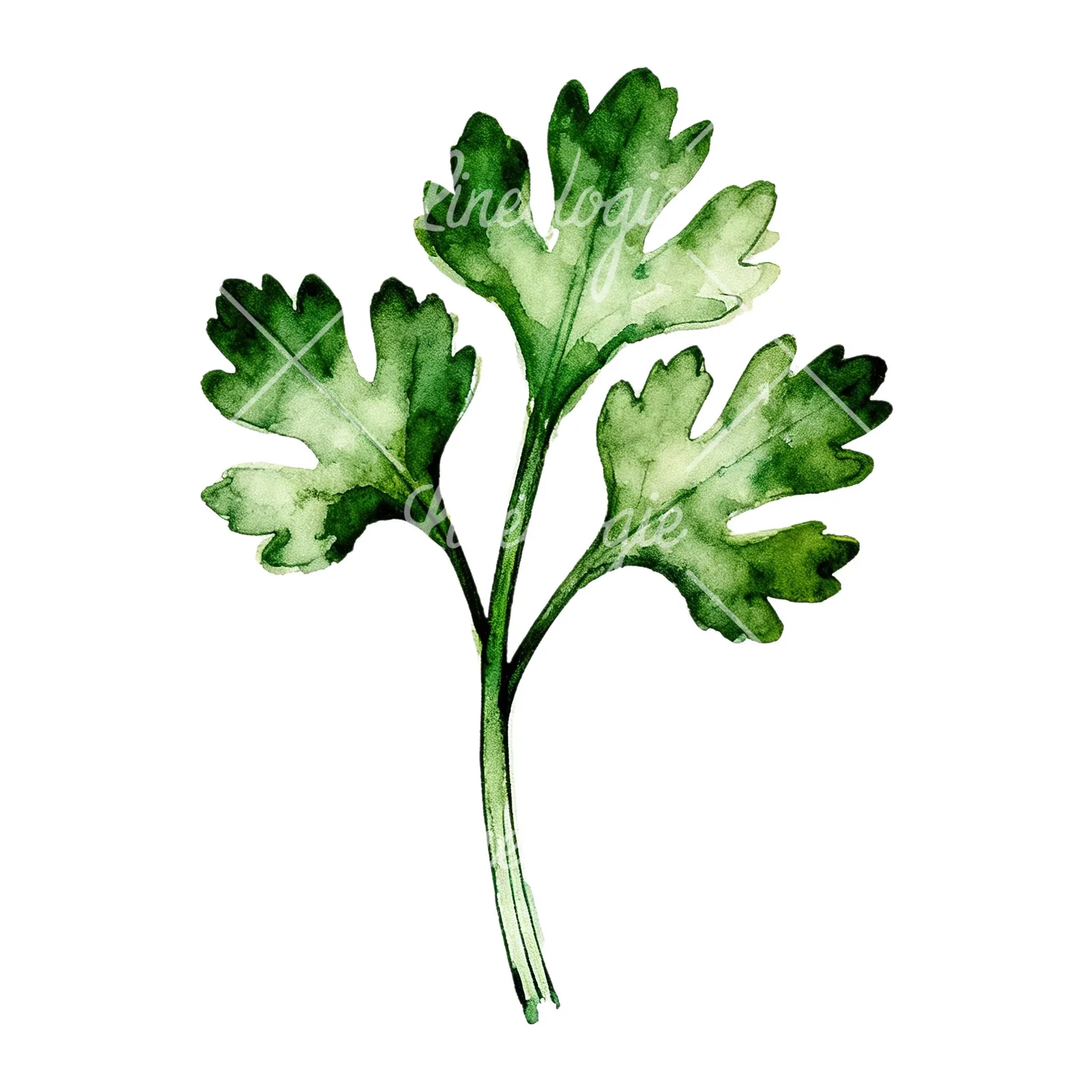 Watercolor parsley sprig clipart 8 of 9 on a white background (JPG)
