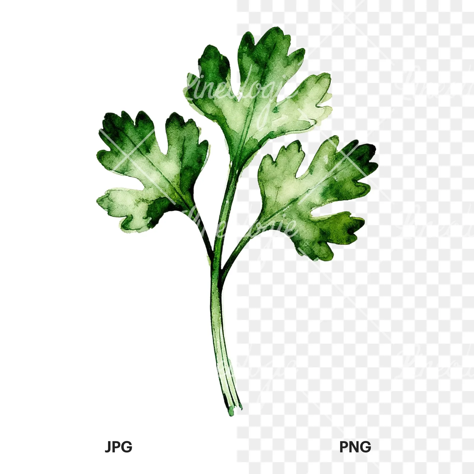 Watercolor parsley sprig clipart 8 of 9, as a JPG on white and a transparent PNG