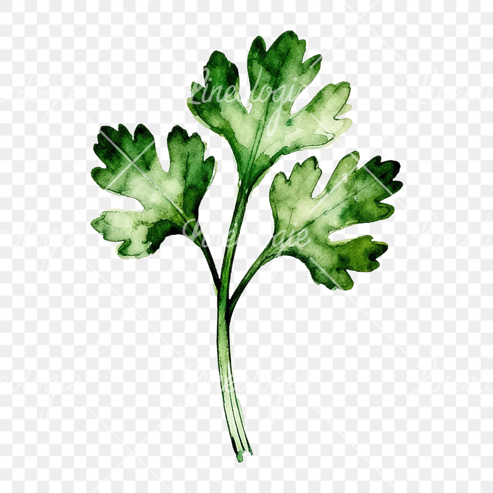 Watercolor parsley sprig clipart 8 of 9 on a transparent background (PNG)