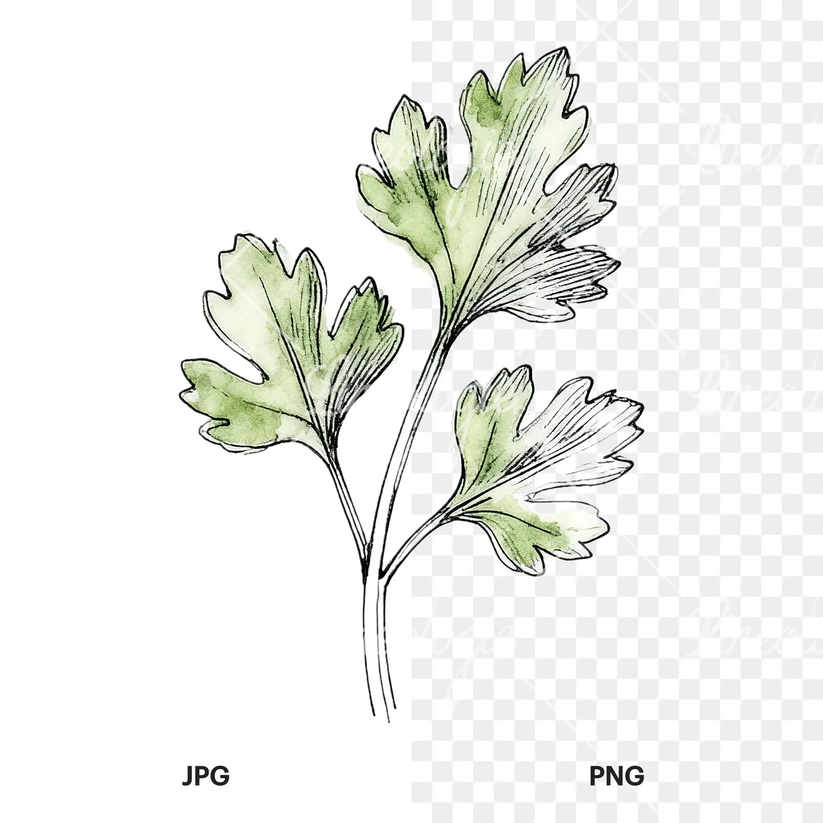 Watercolor parsley sprig clipart 9 of 9, as a JPG on white and a transparent PNG