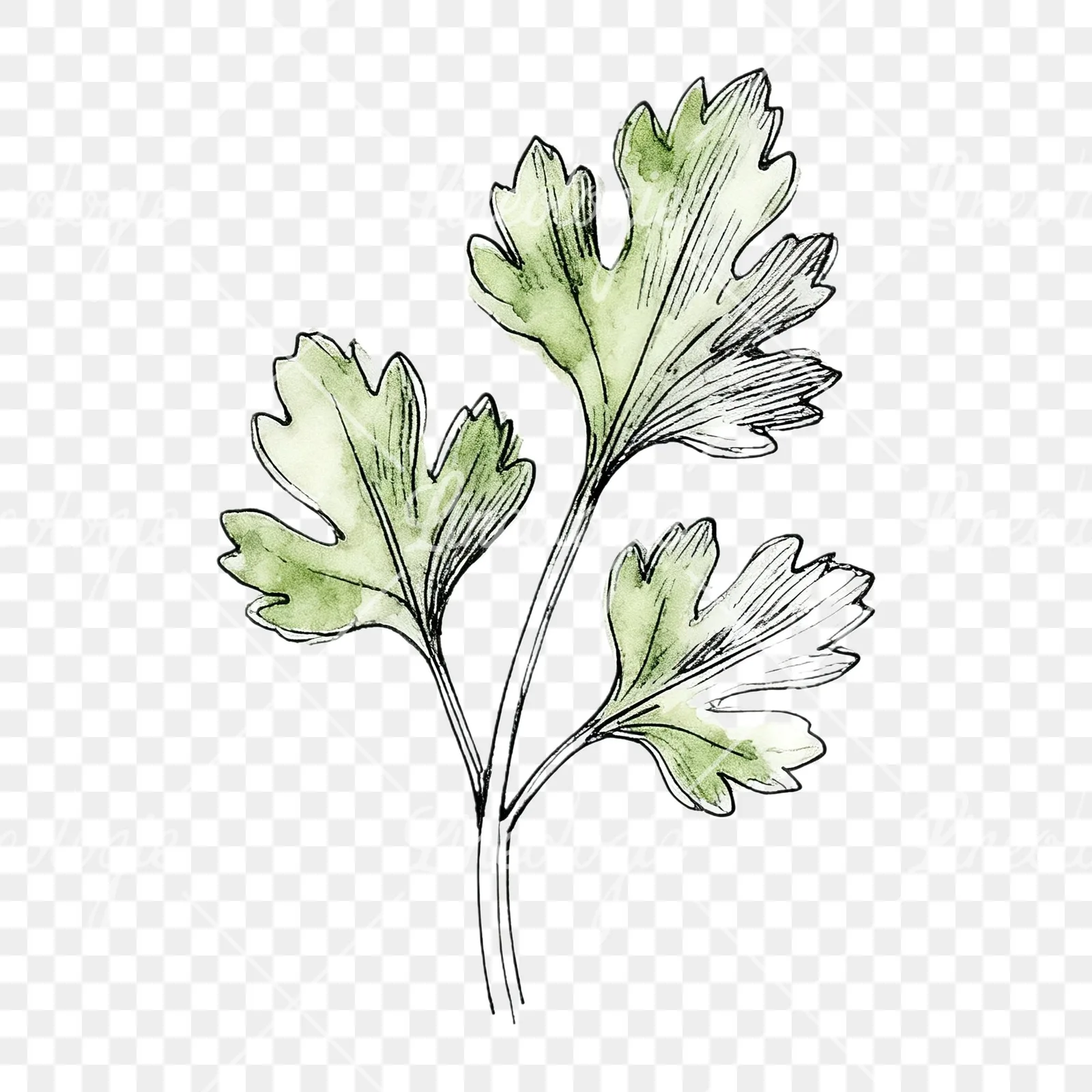 Watercolor parsley sprig clipart 9 of 9 on a transparent background (PNG)
