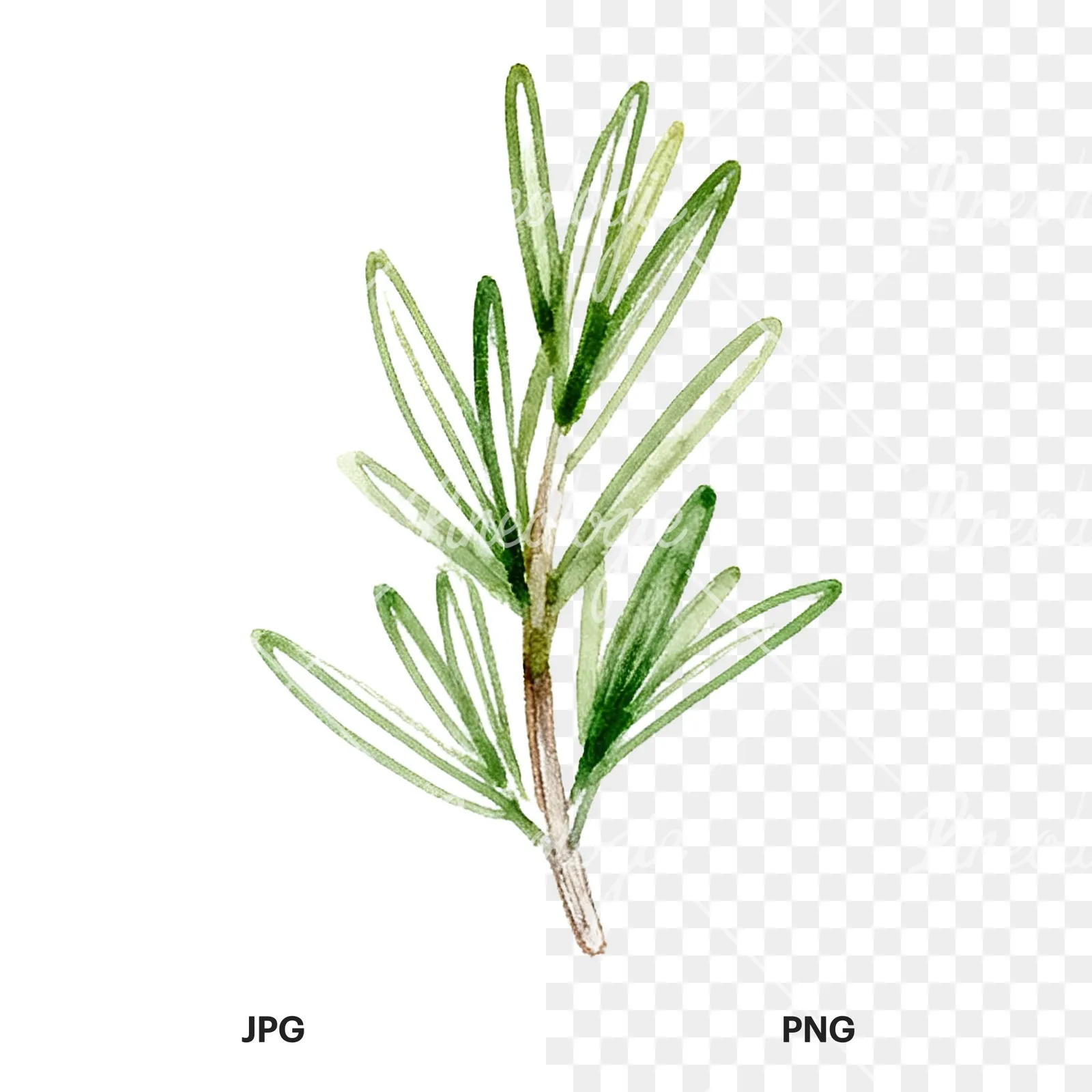 Watercolor dense rosemary sprig clipart 1 of 9, as a JPG on white and a transparent PNG