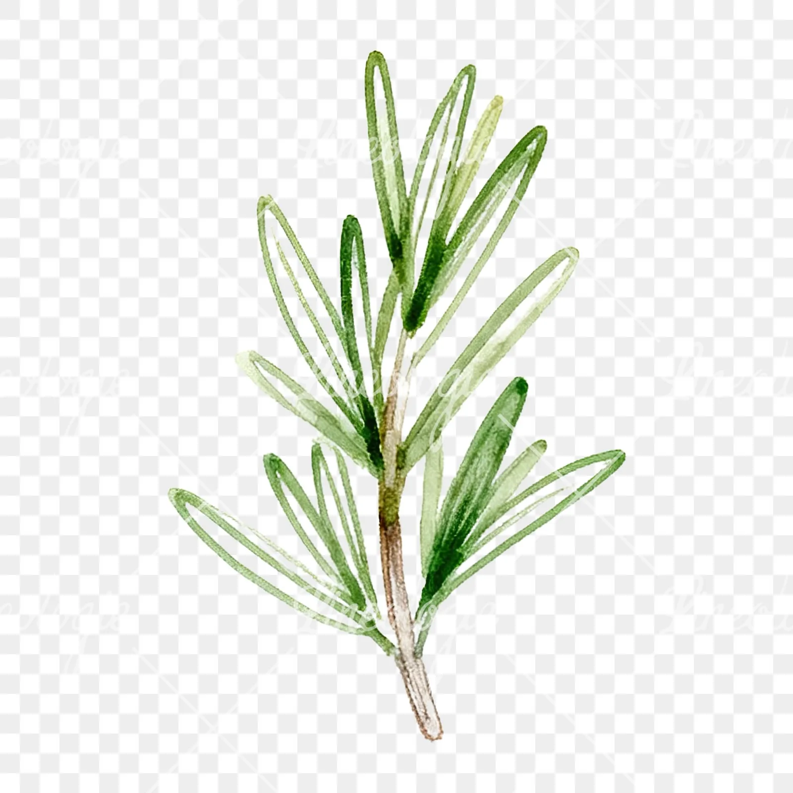 Watercolor dense rosemary sprig clipart 1 of 9 on a transparent background (PNG)