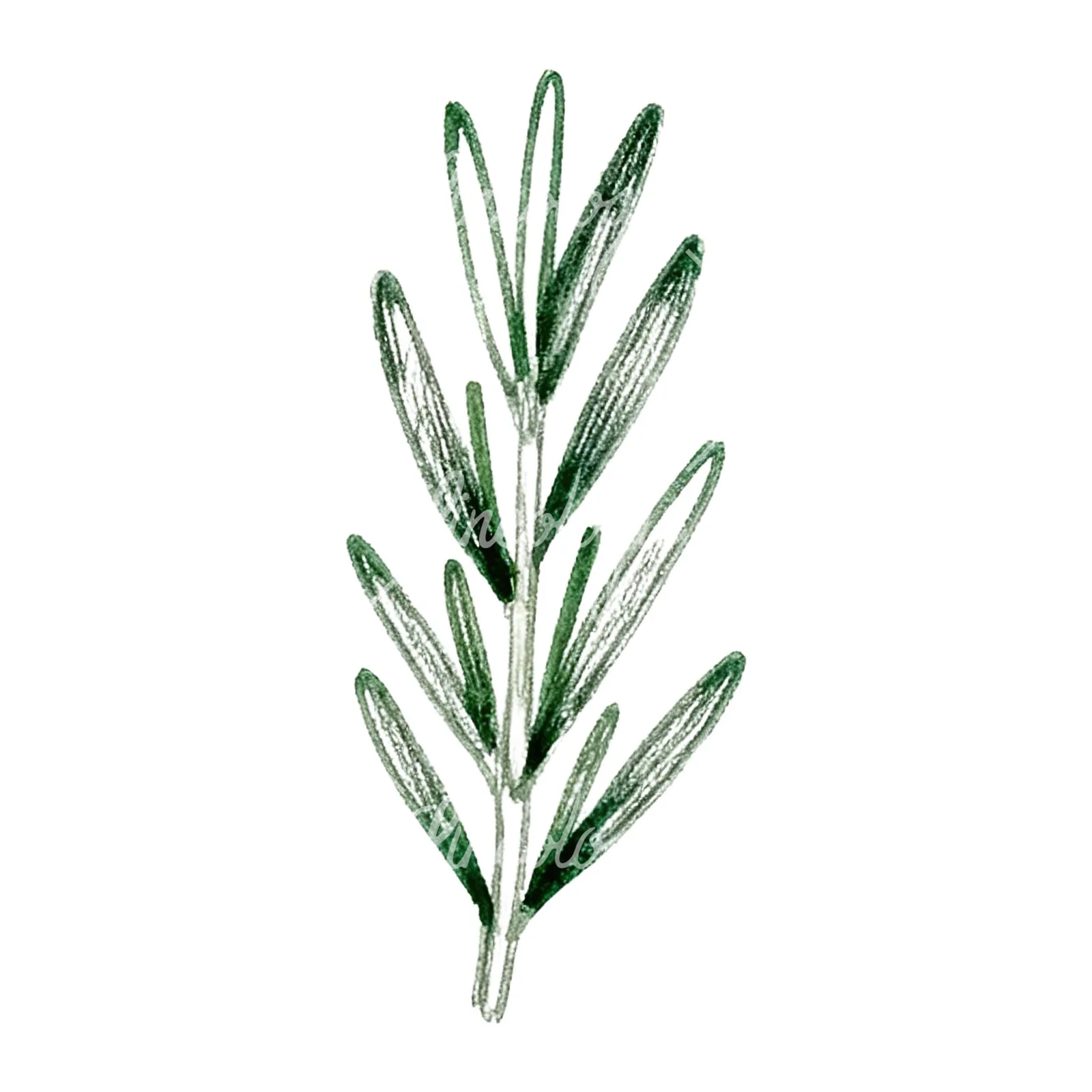 Watercolor dense rosemary sprig clipart 2 of 9 on a white background (JPG)