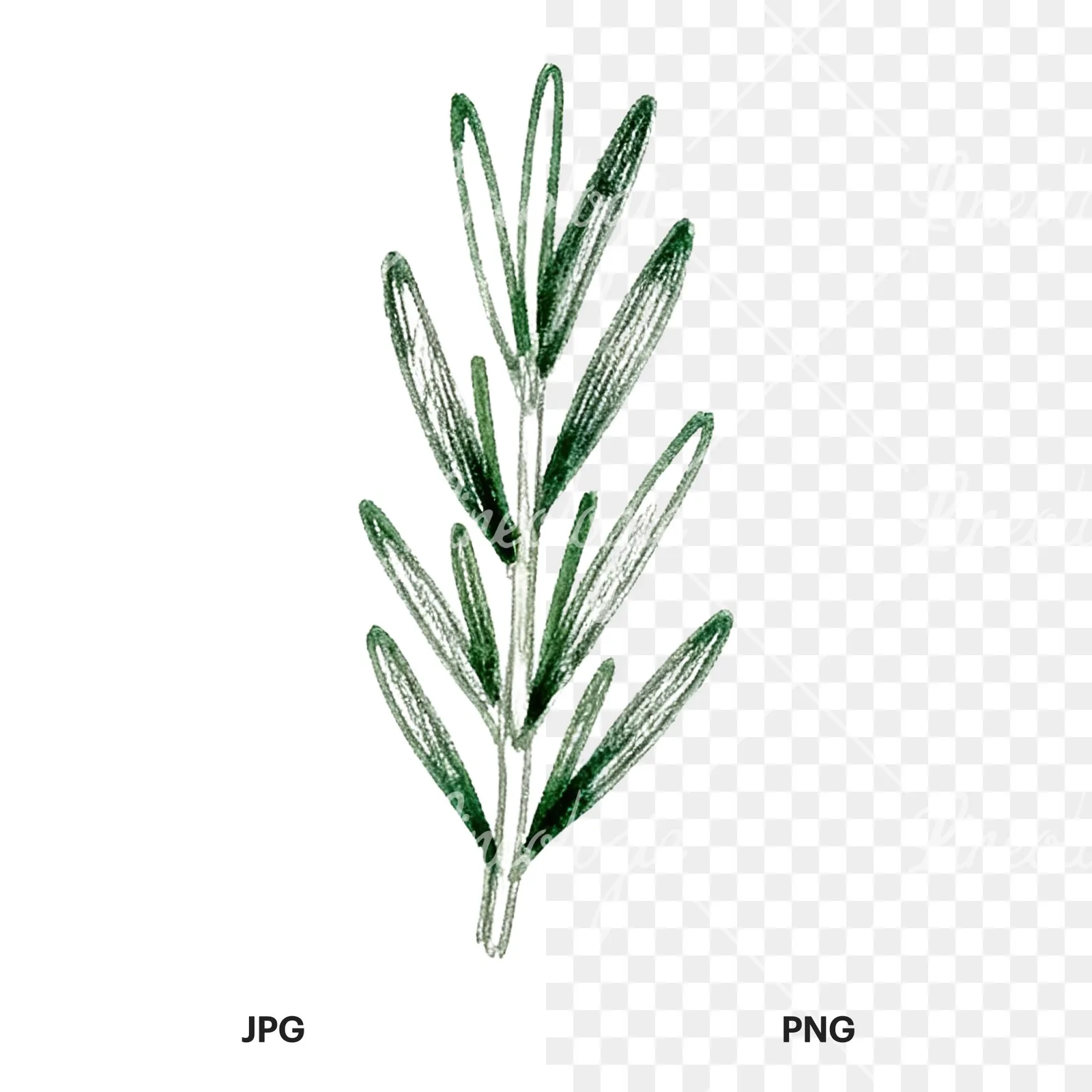 Watercolor dense rosemary sprig clipart 2 of 9, as a JPG on white and a transparent PNG