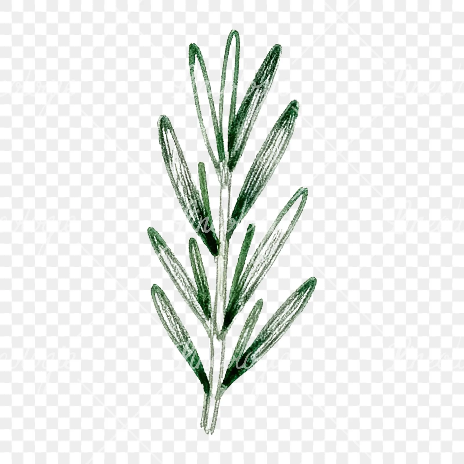 Watercolor dense rosemary sprig clipart 2 of 9 on a transparent background (PNG)
