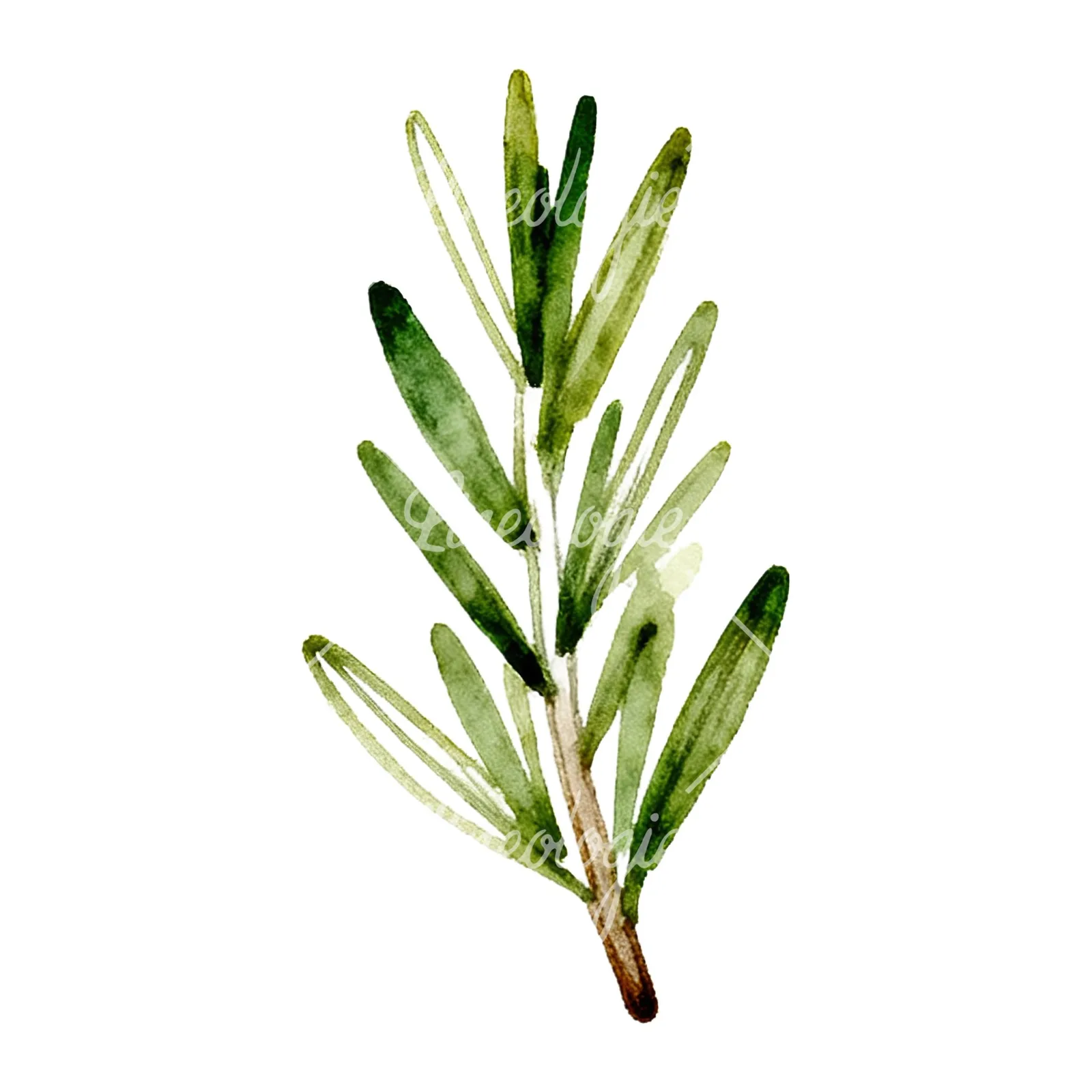 Watercolor dense rosemary sprig clipart 3 of 9 on a white background (JPG)