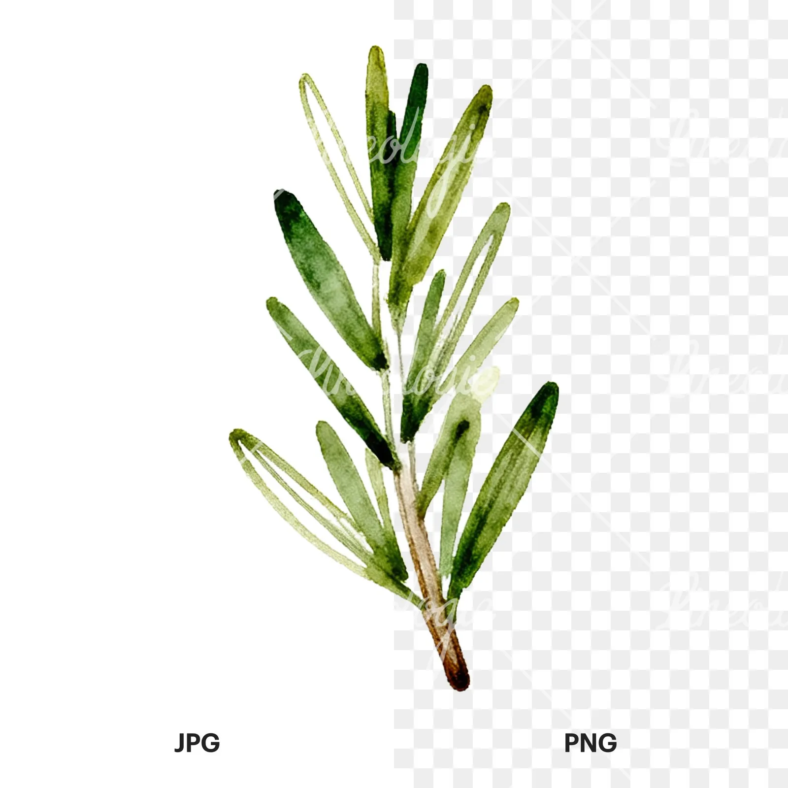 Watercolor dense rosemary sprig clipart 3 of 9, as a JPG on white and a transparent PNG