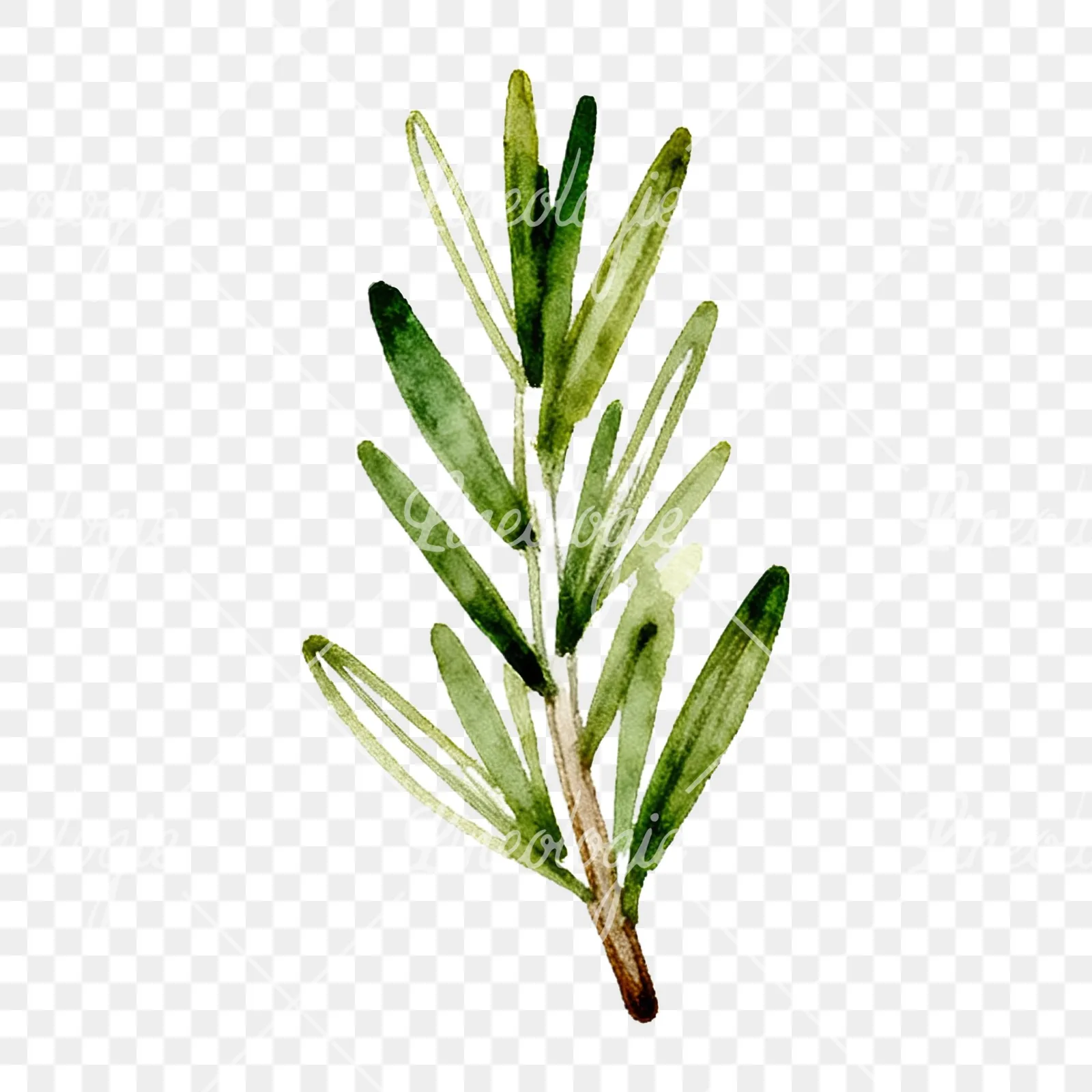 Watercolor dense rosemary sprig clipart 3 of 9 on a transparent background (PNG)