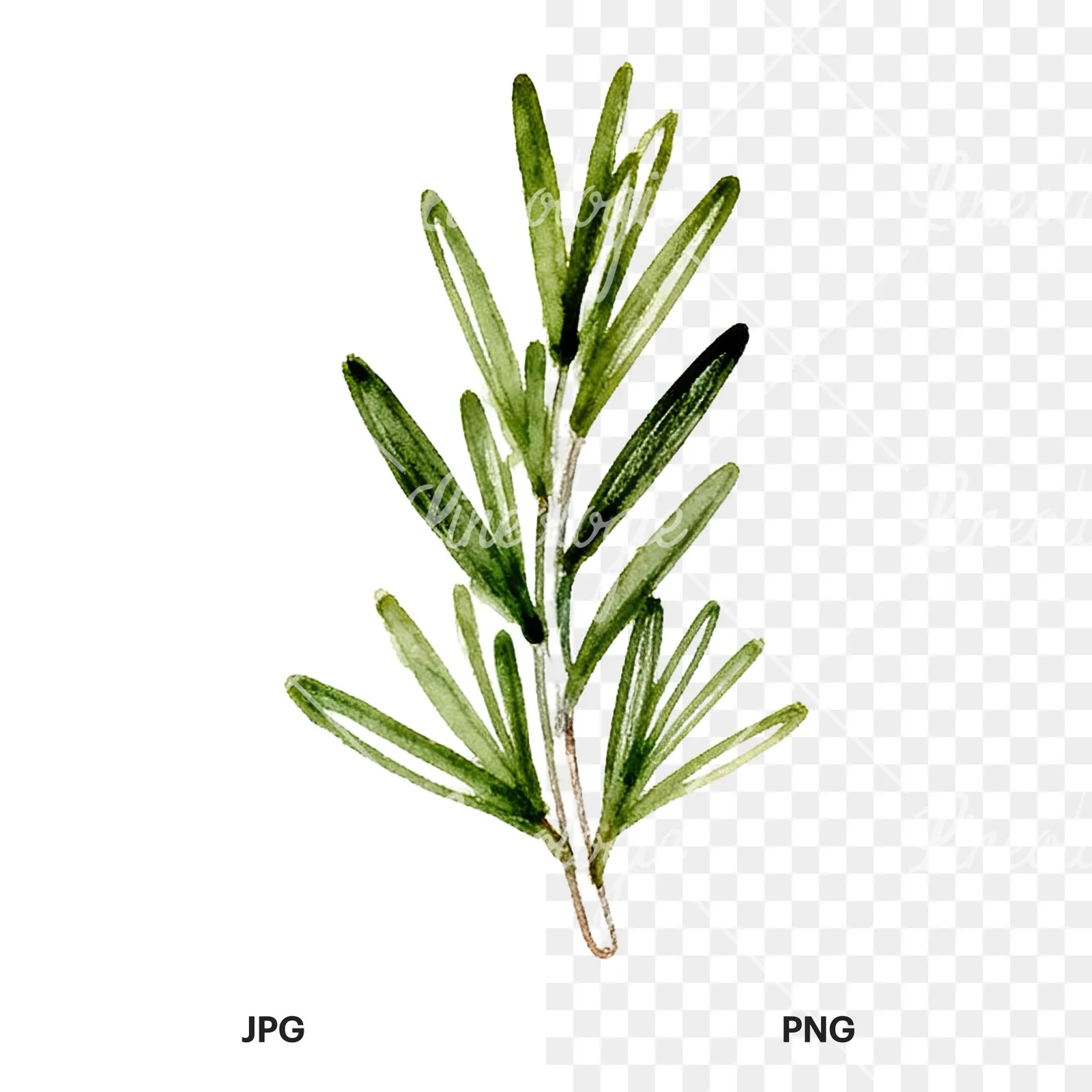 Watercolor dense rosemary sprig clipart 4 of 9, as a JPG on white and a transparent PNG