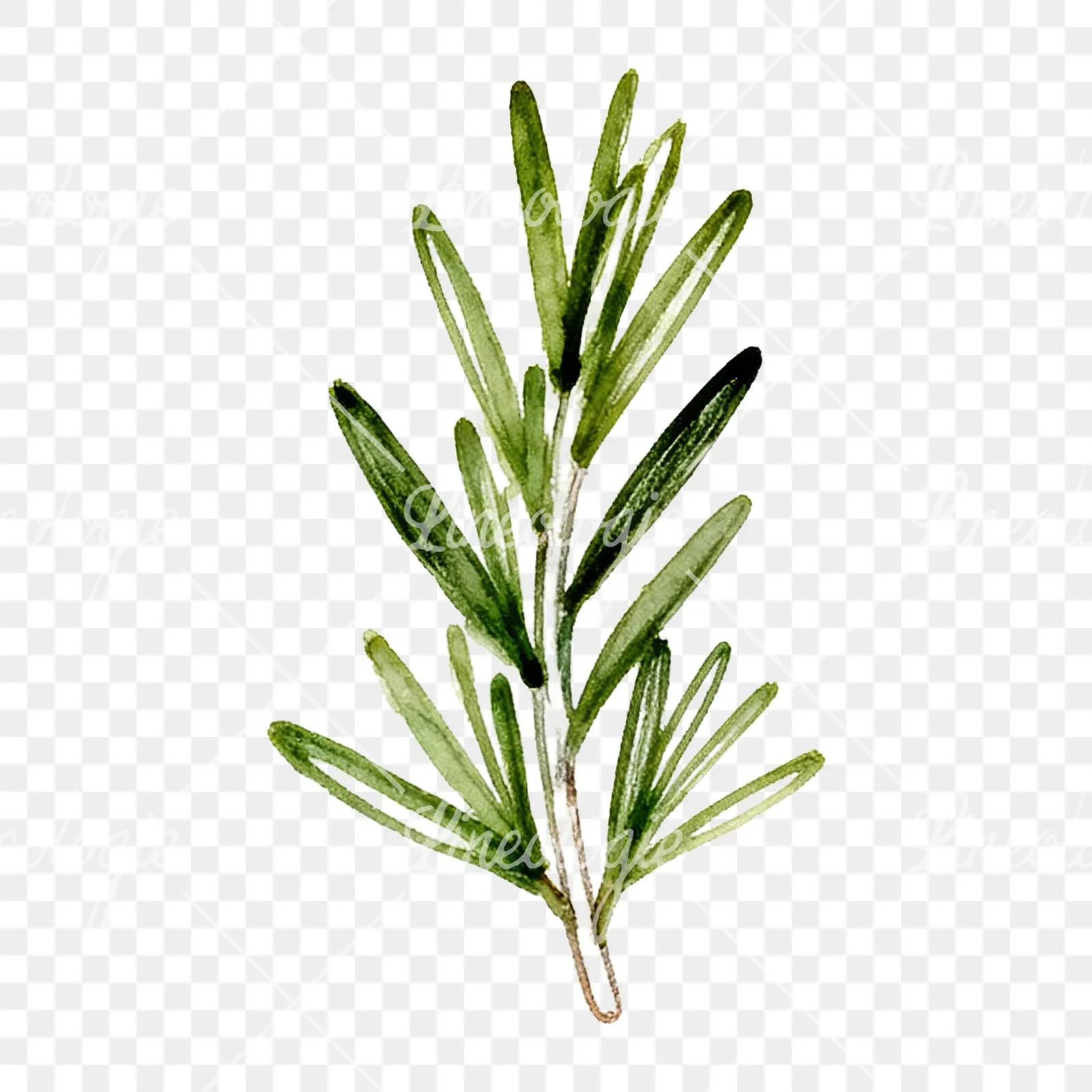 Watercolor dense rosemary sprig clipart 4 of 9 on a transparent background (PNG)