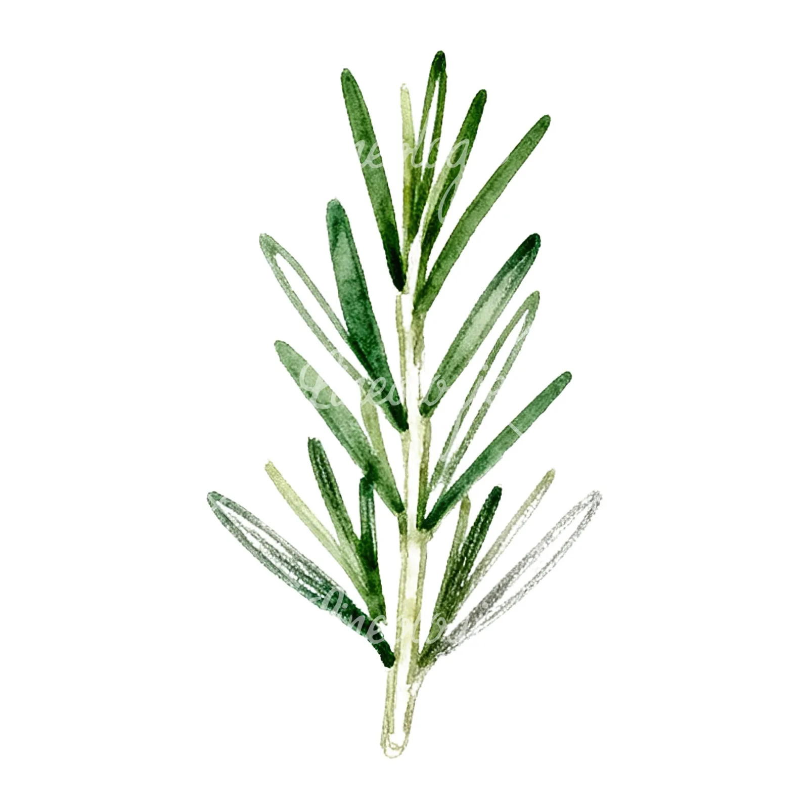 Watercolor dense rosemary sprig clipart 5 of 9 on a white background (JPG)