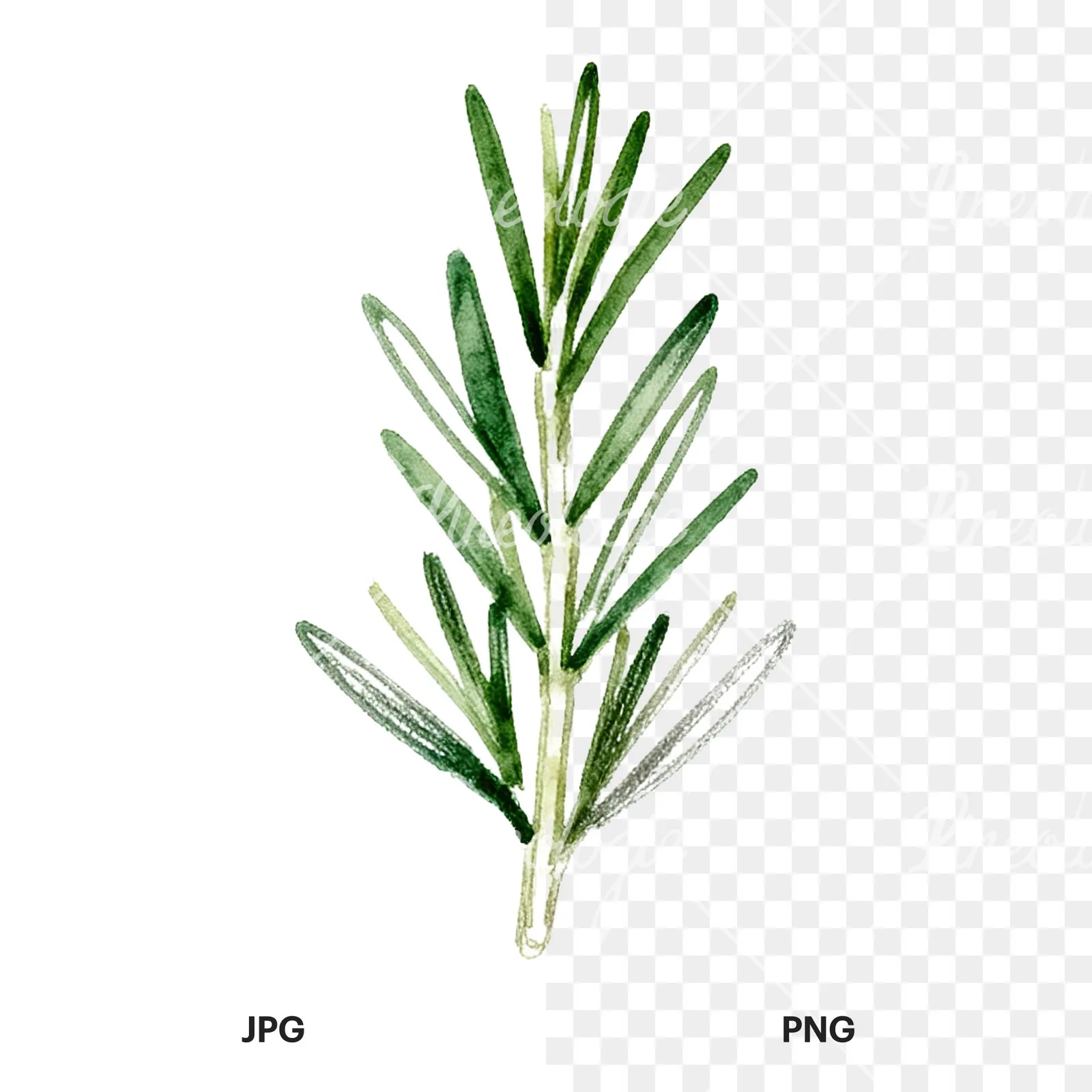 Watercolor dense rosemary sprig clipart 5 of 9, as a JPG on white and a transparent PNG