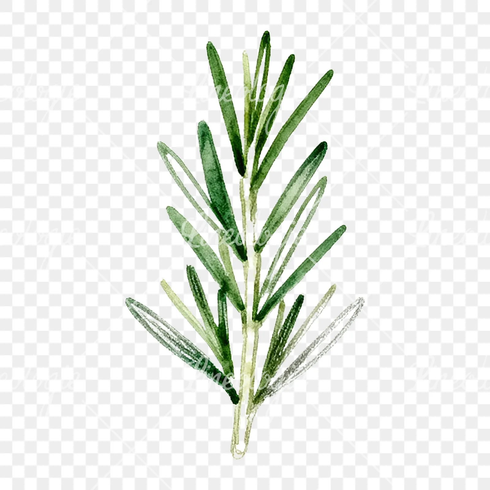 Watercolor dense rosemary sprig clipart 5 of 9 on a transparent background (PNG)