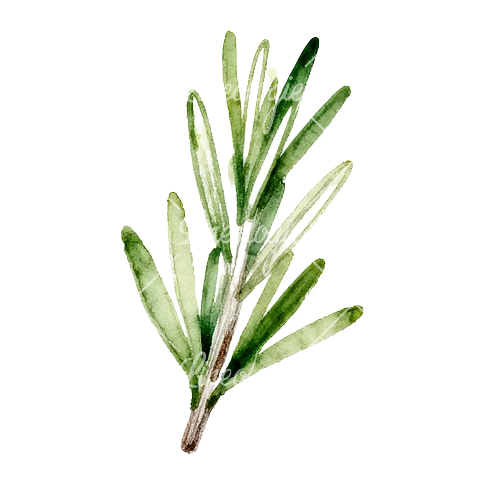Watercolor dense rosemary sprig clipart 6 of 9 on a white background (JPG)