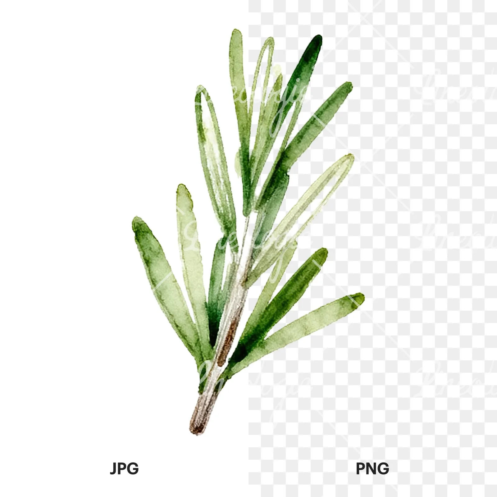 Watercolor dense rosemary sprig clipart 6 of 9, as a JPG on white and a transparent PNG