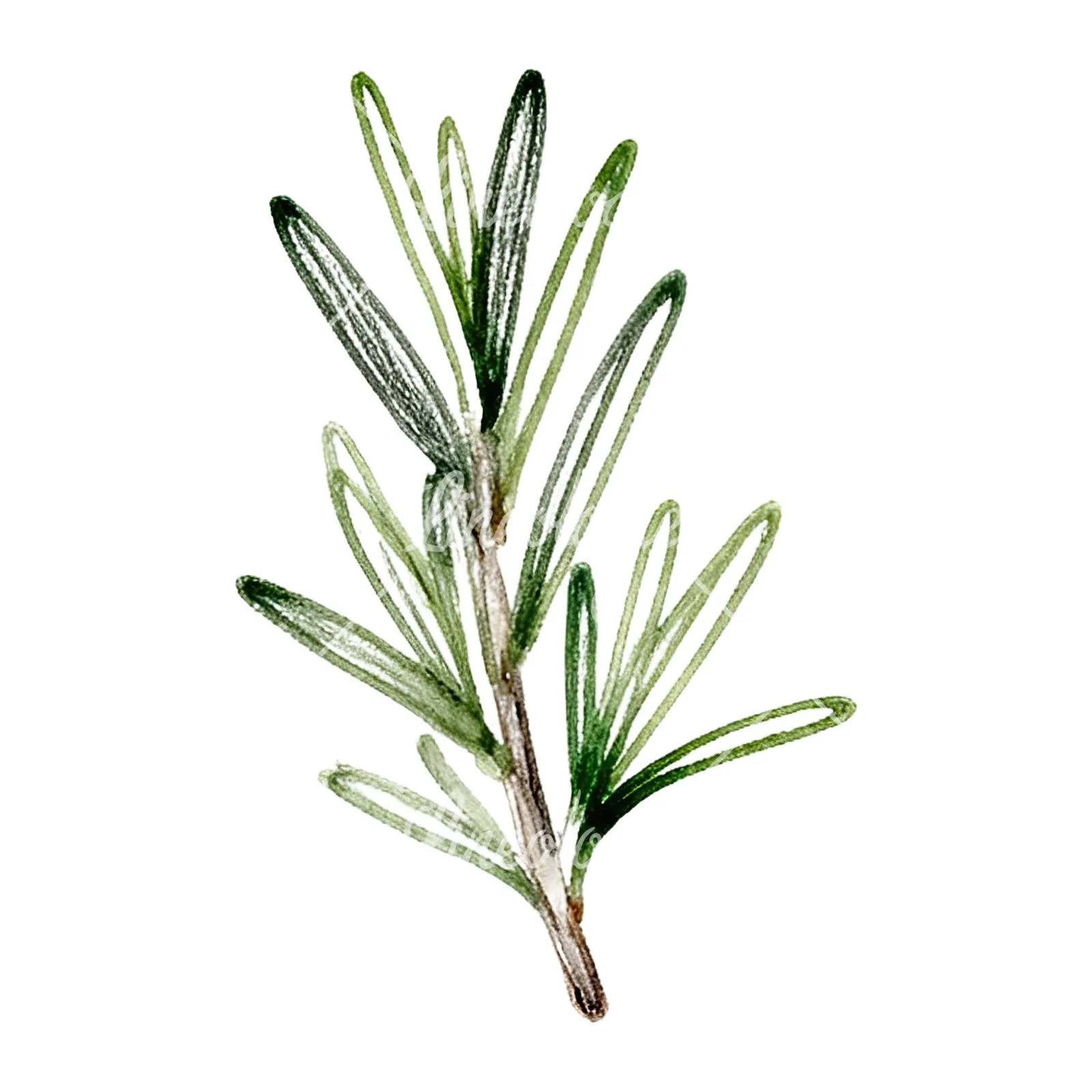 Watercolor dense rosemary sprig clipart 7 of 9 on a white background (JPG)
