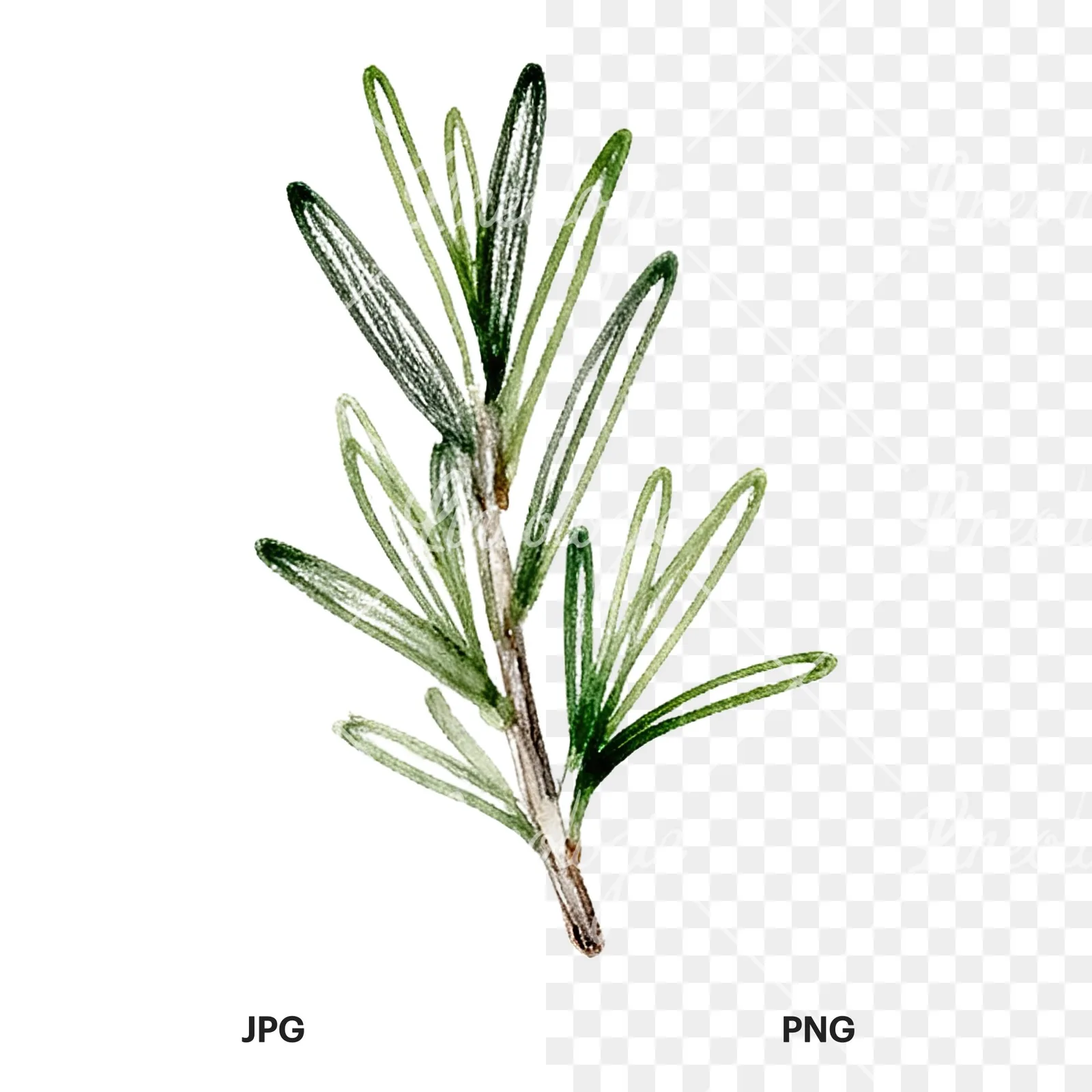 Watercolor dense rosemary sprig clipart 7 of 9, as a JPG on white and a transparent PNG