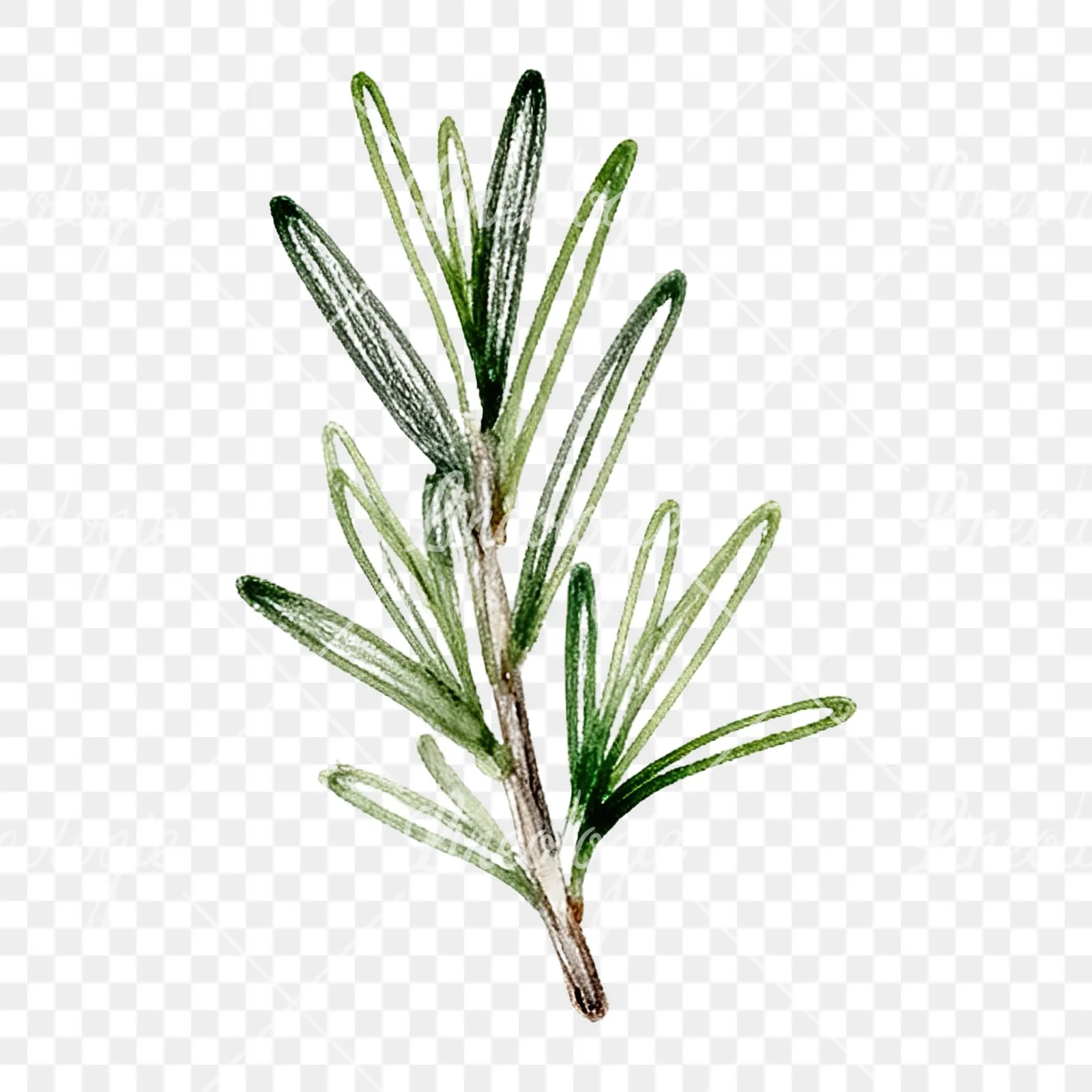 Watercolor dense rosemary sprig clipart 7 of 9 on a transparent background (PNG)